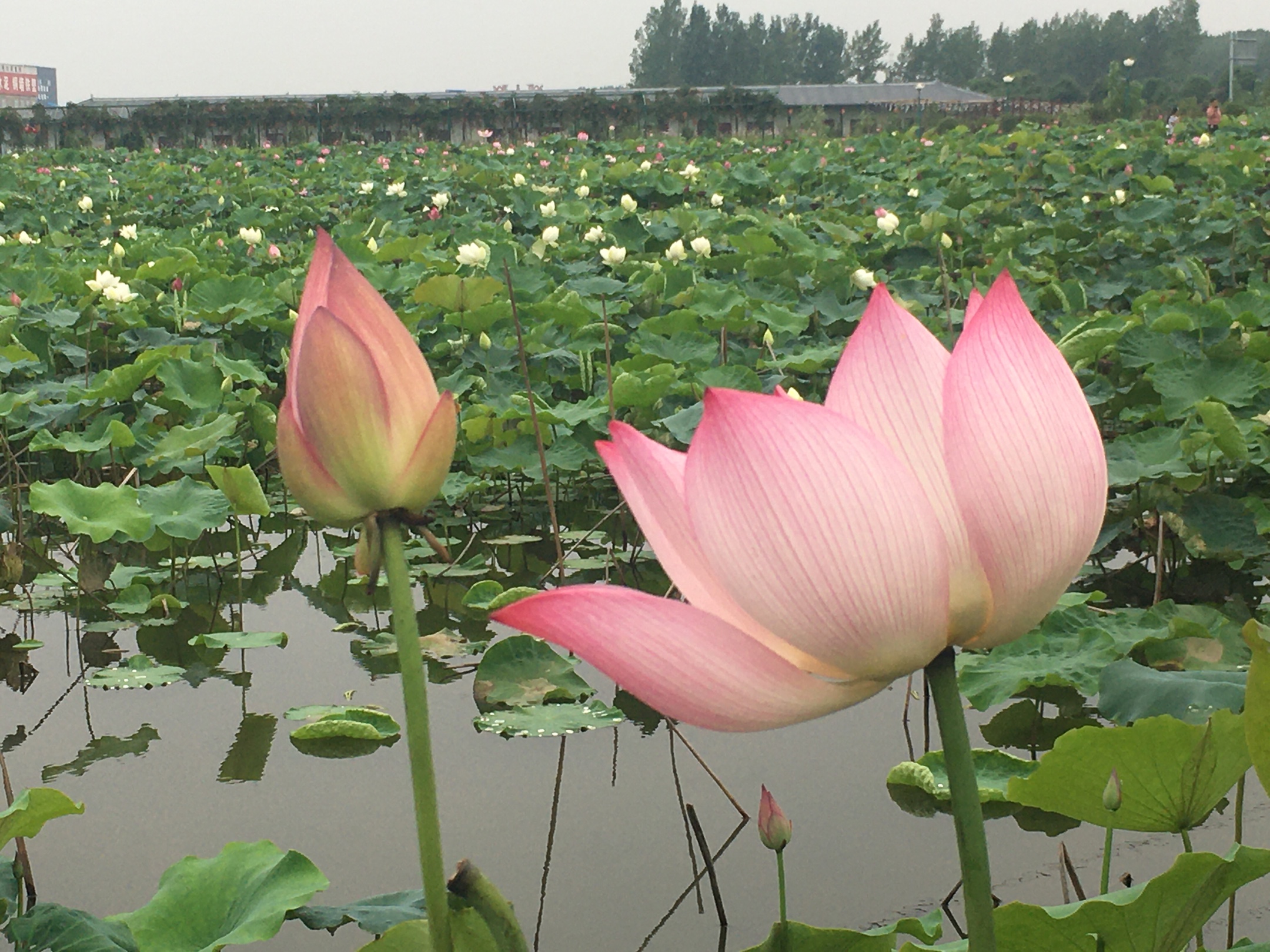 宝丰荷花池