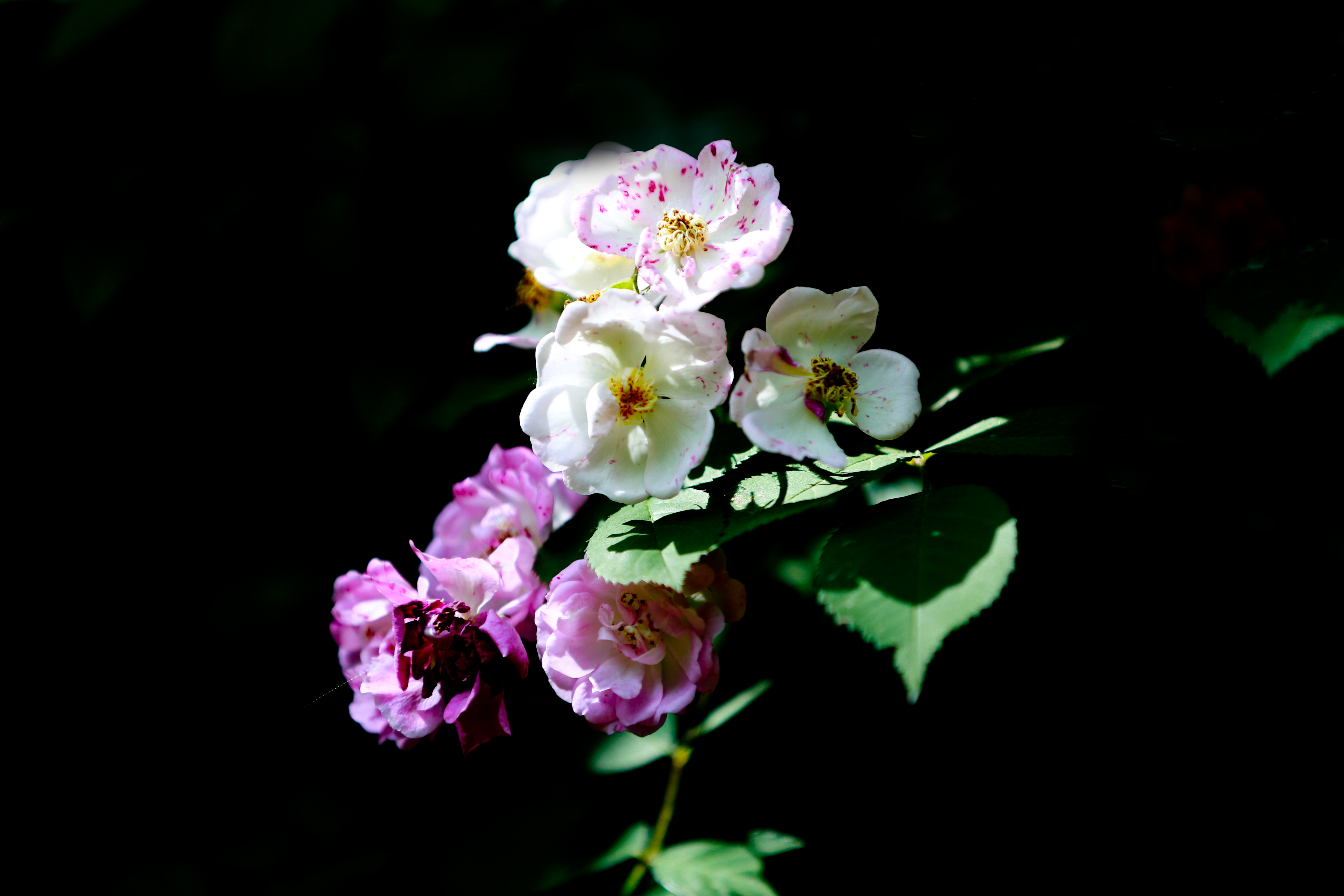 蔷薇蔷薇花又开