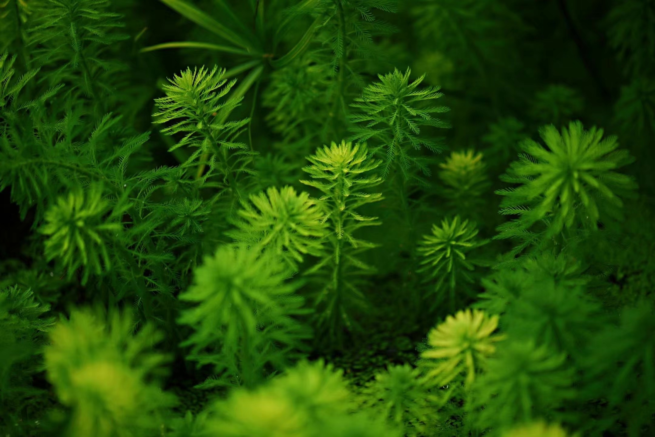 水草植物摄影图片-水草植物摄影作品-千库网