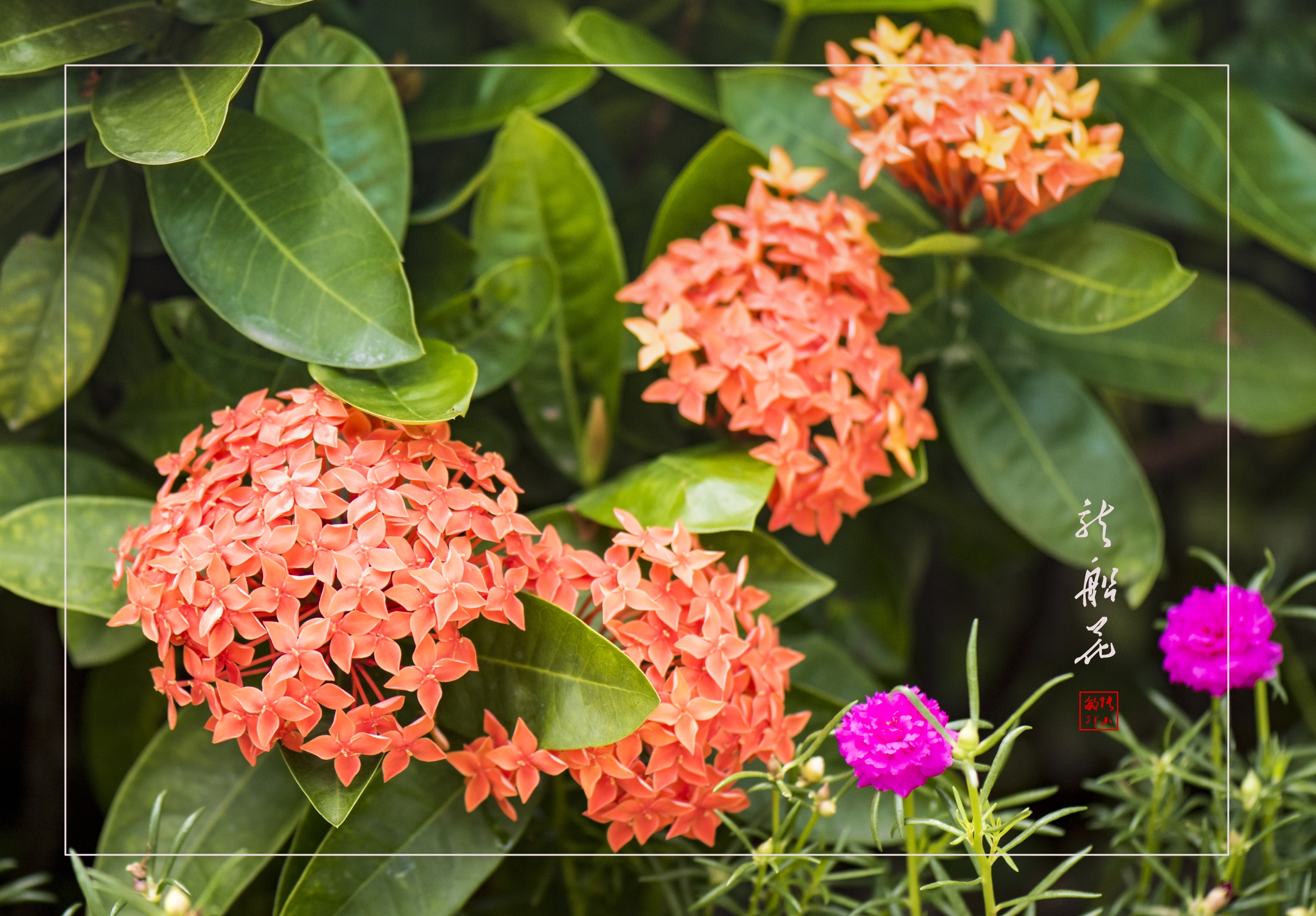 橙色的龙船花(首发)