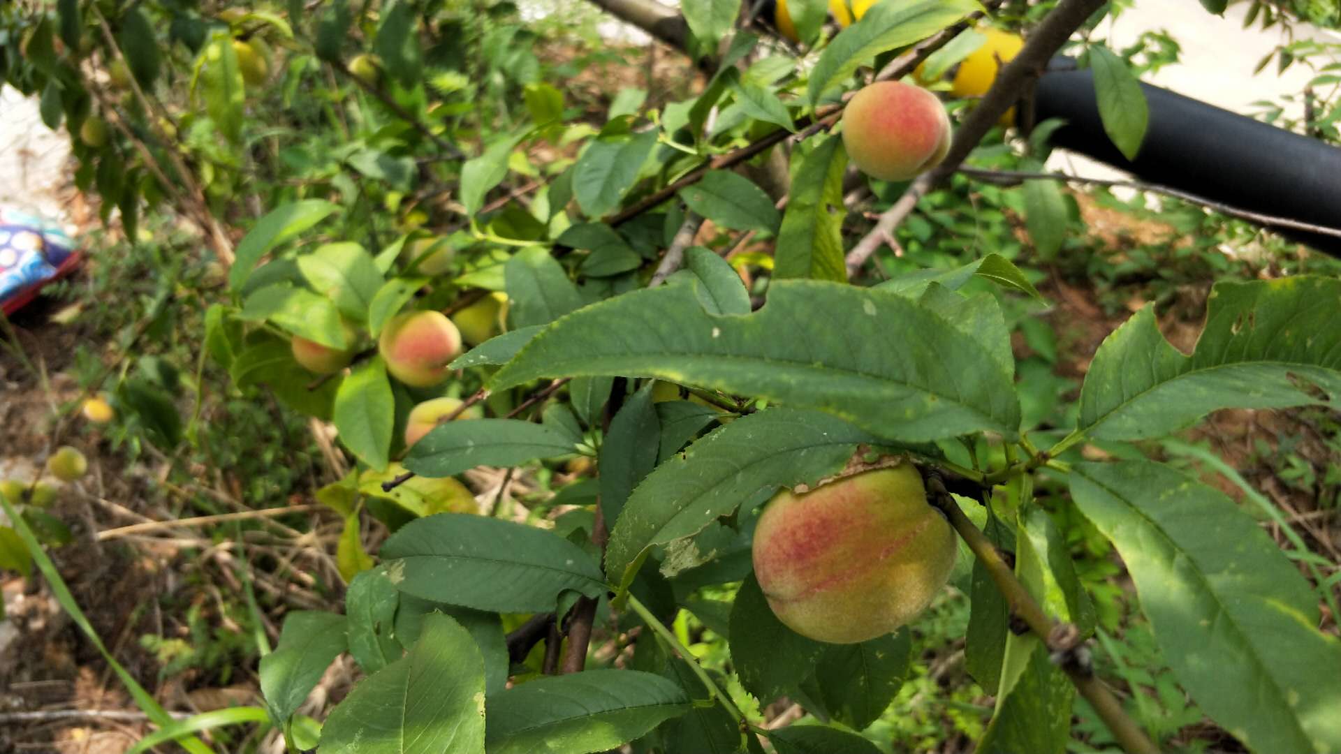 湖南衡阳|驾校种出满园玫瑰花和桃子