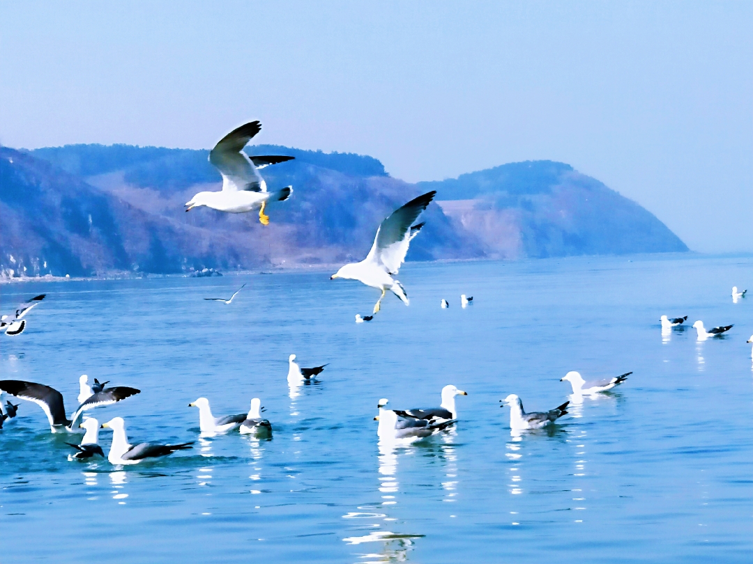 或赶海 或漫步休闲 海鸥就在赶海人们的脚旁 美丽的海鸥啊 它们是大海