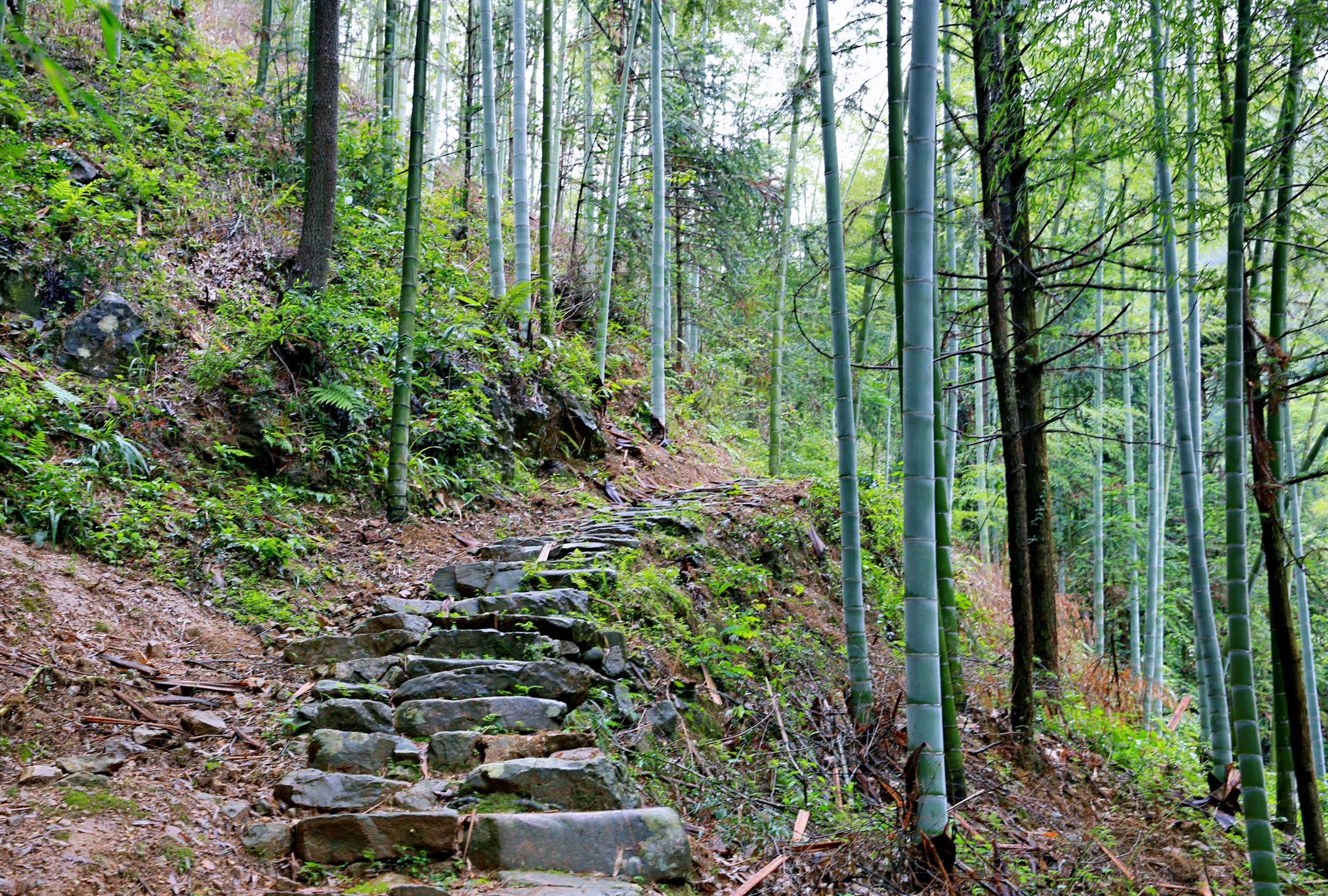 《美丽山村待君来》革命老区塔石乡上南坑村行记