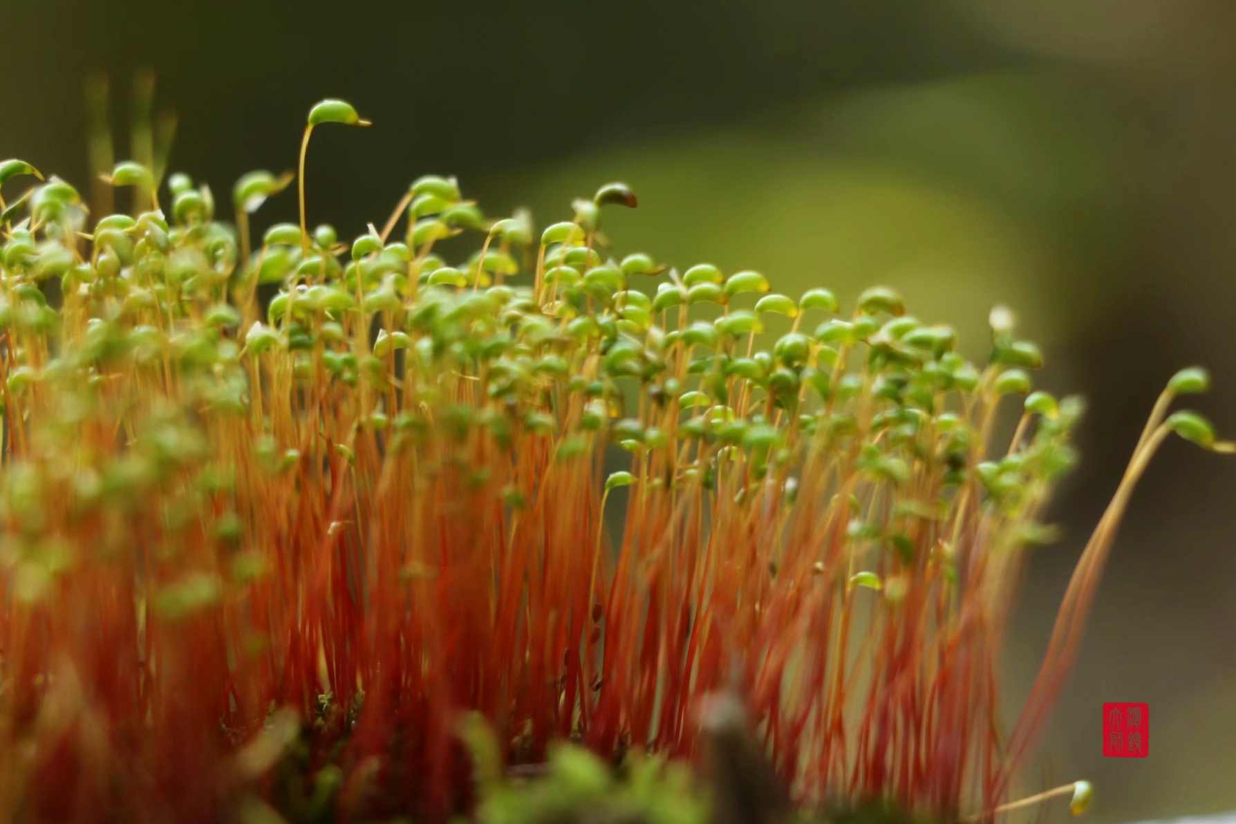 春遇苔藓"花"