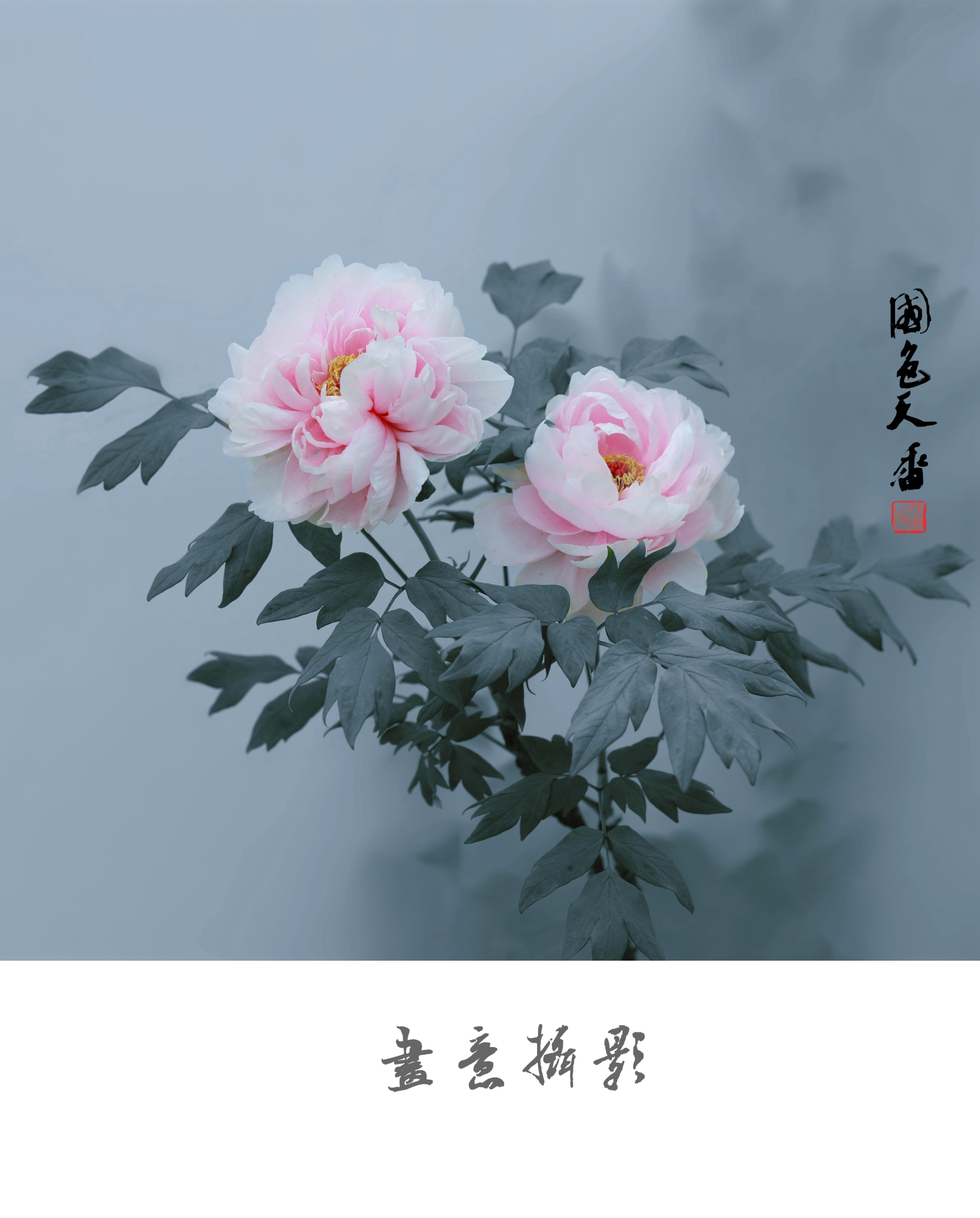 牡丹之美