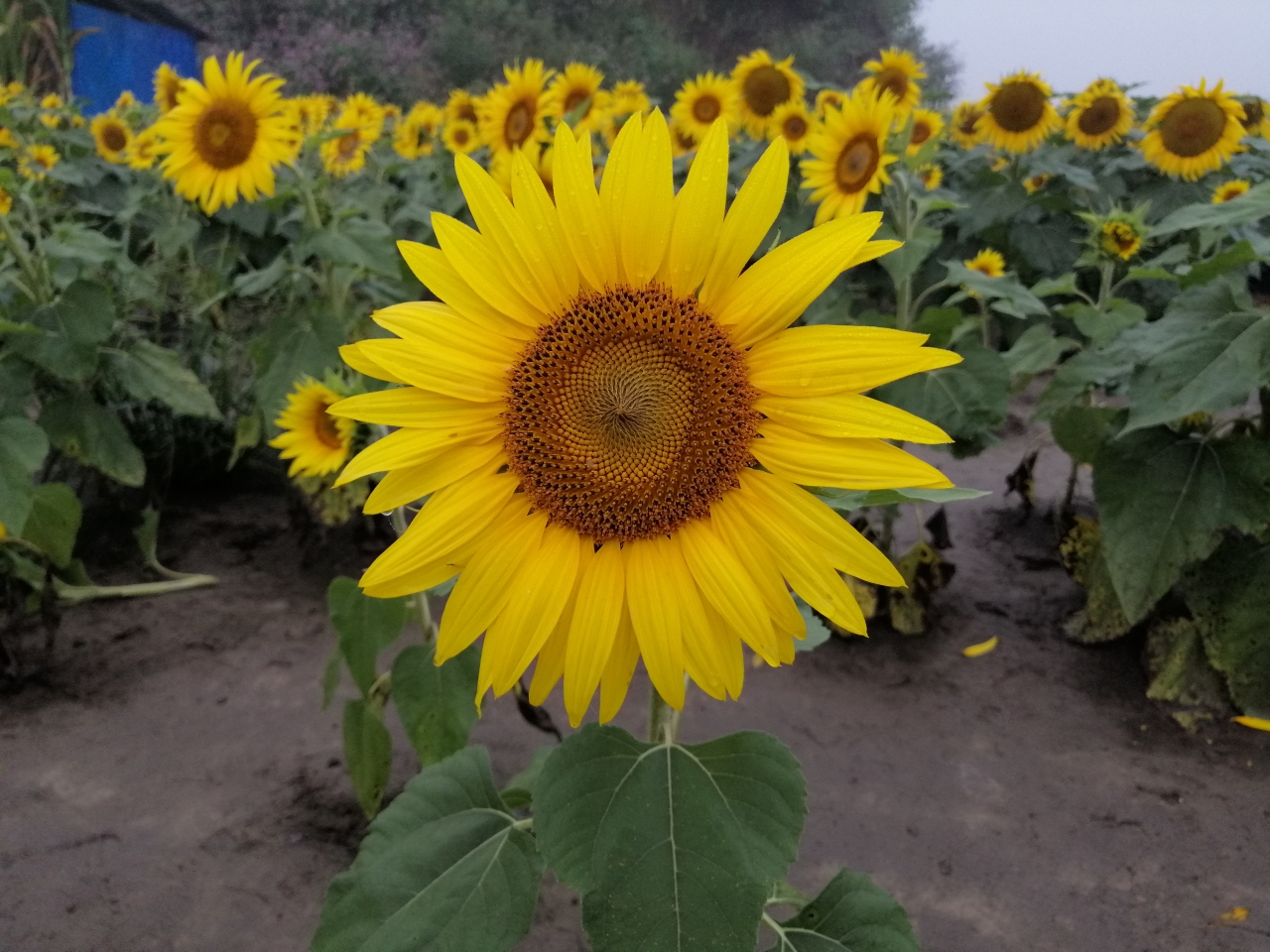 中秋看花海