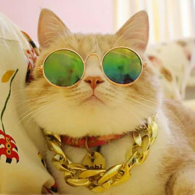【太阳花】帅气可爱的猫咪