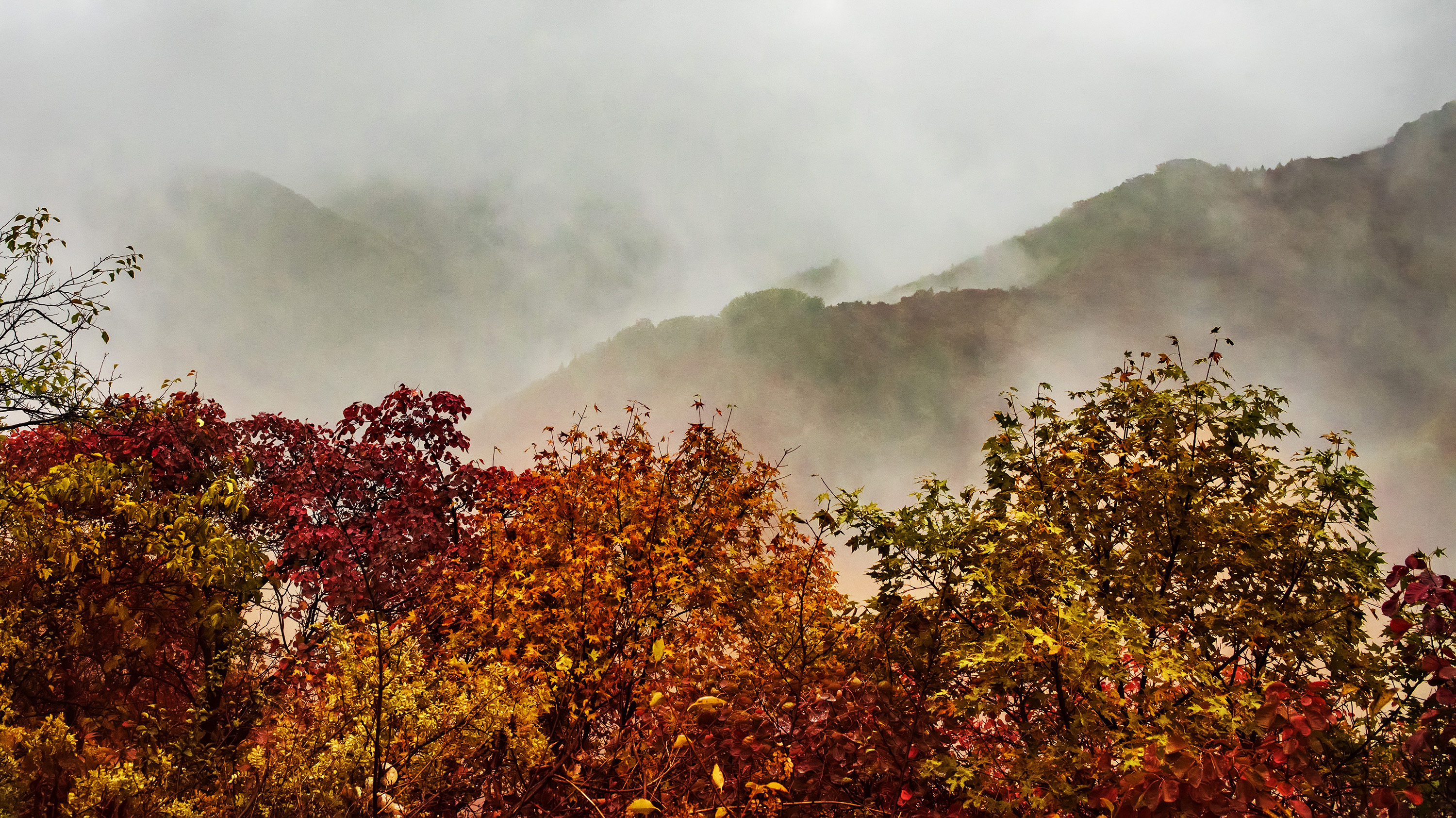 雾锁甘山梦红叶