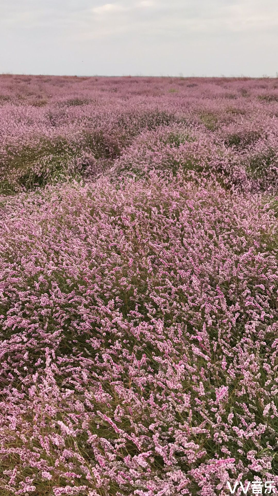 秋访蓼子花