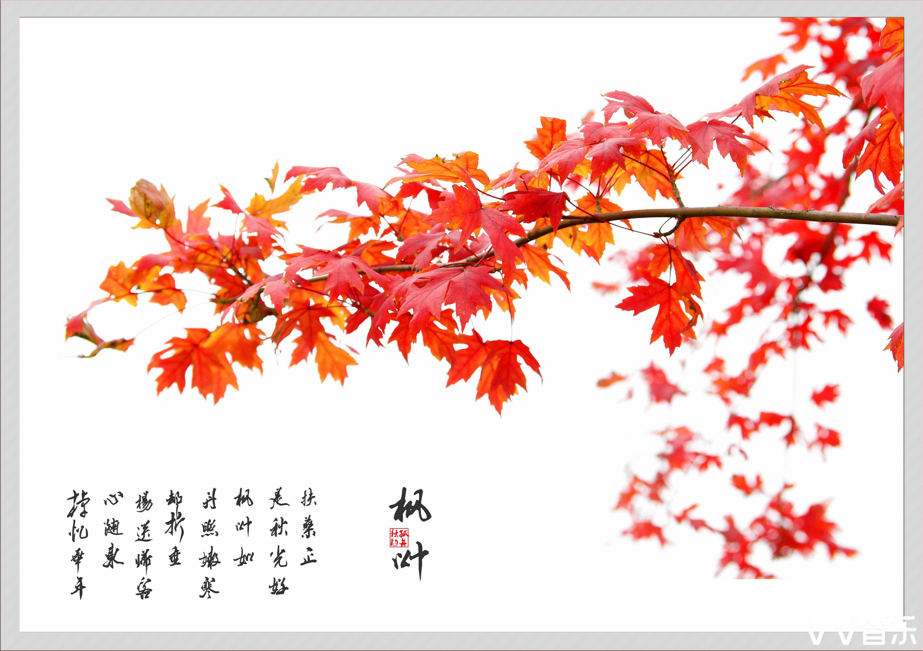 人醉黄花地 相思枫叶丹