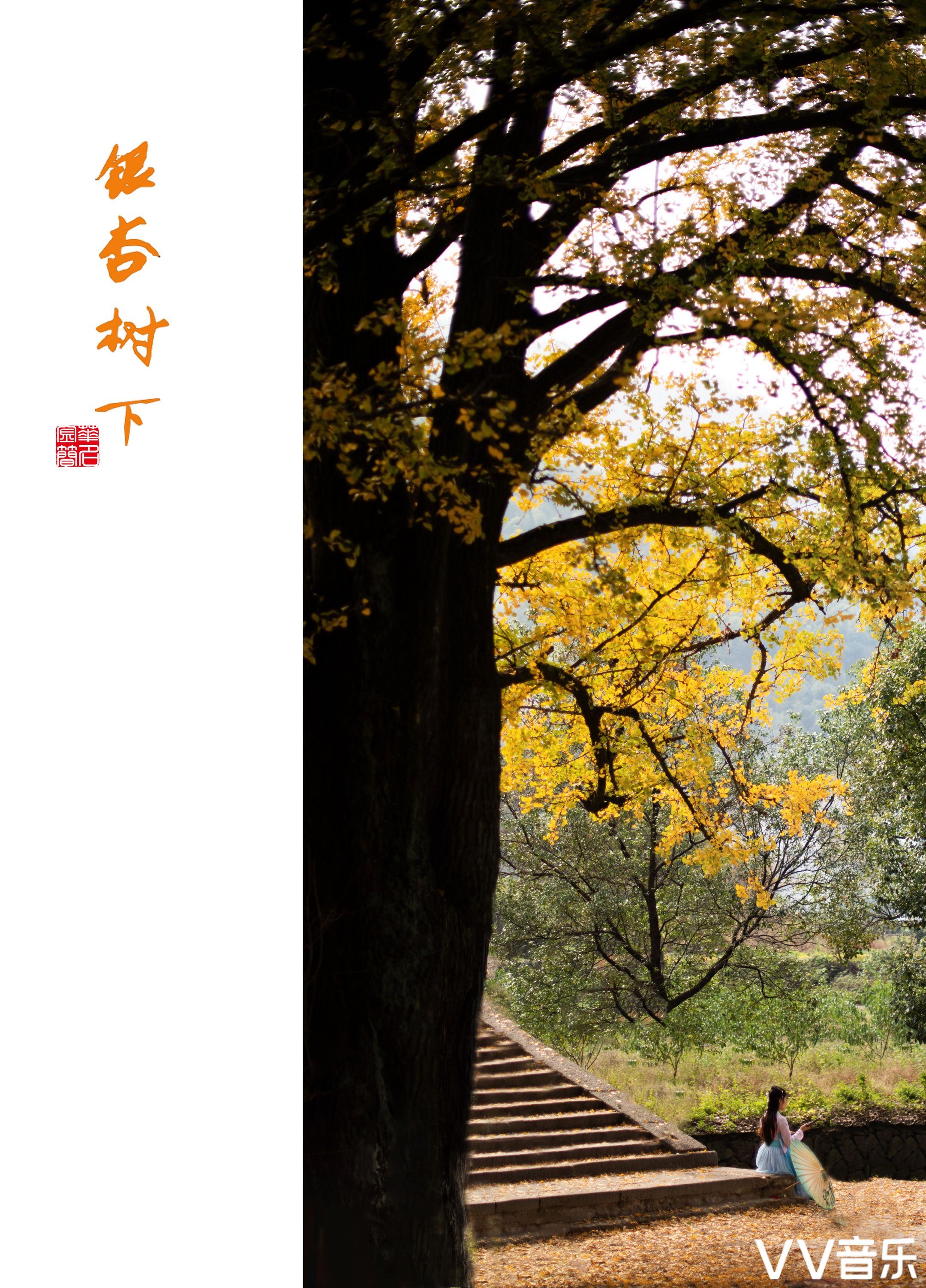 银杏树下