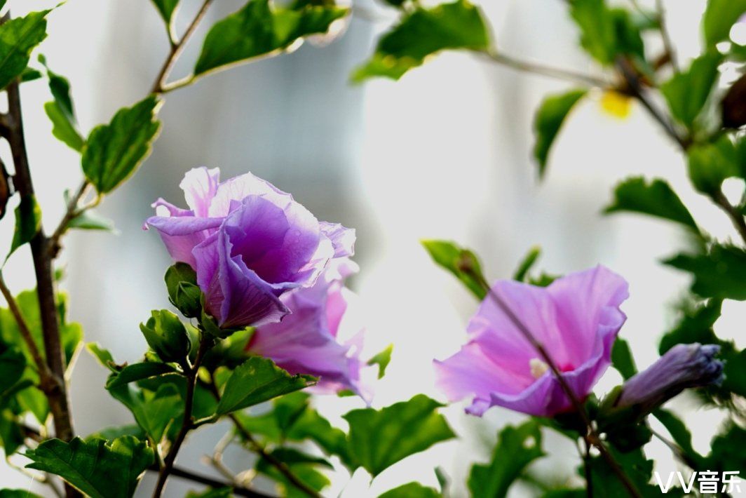 它是韩国的国花,在北美洲又有沙漠玫瑰的别称. 木槿花的花