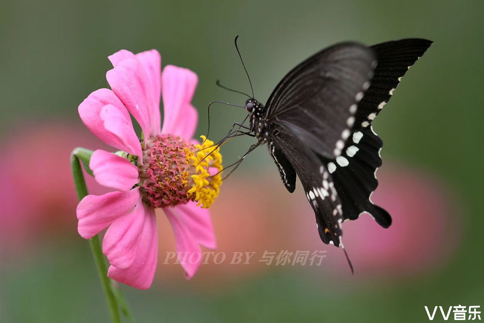 与你同行作品 《蝶恋花》