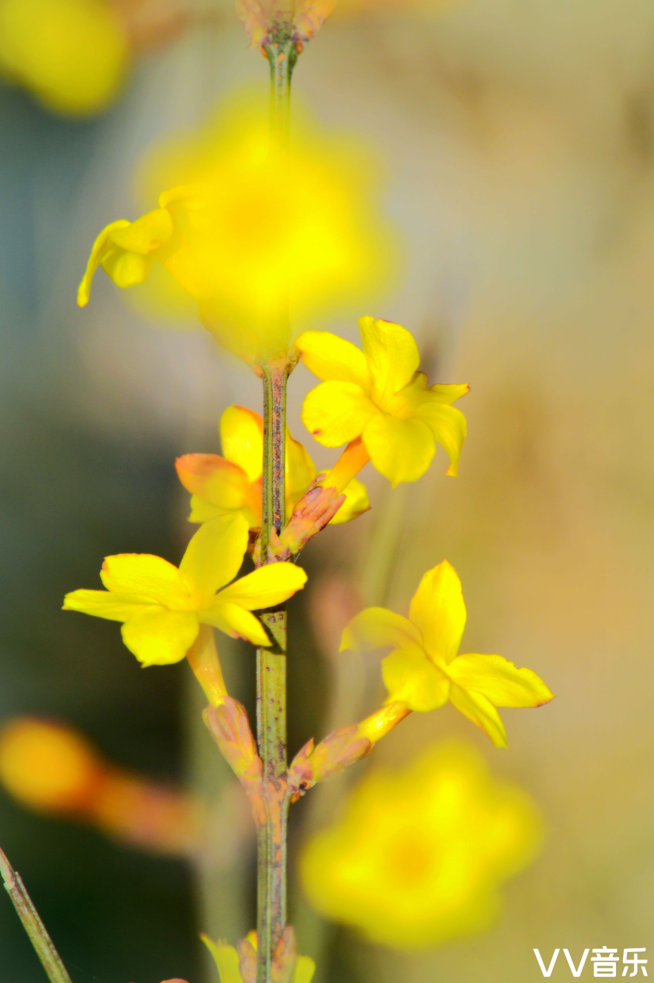 迎春花