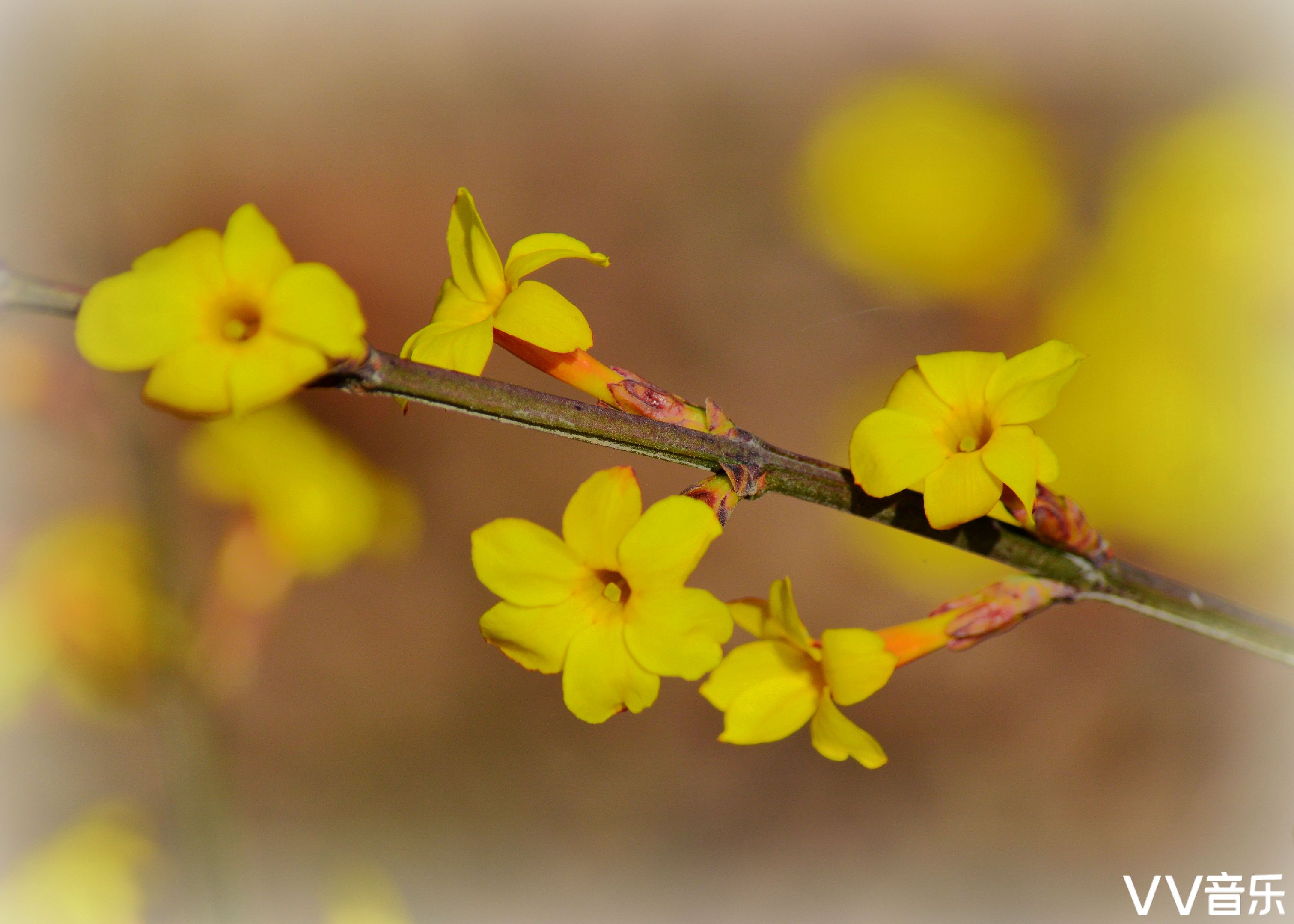 迎春花