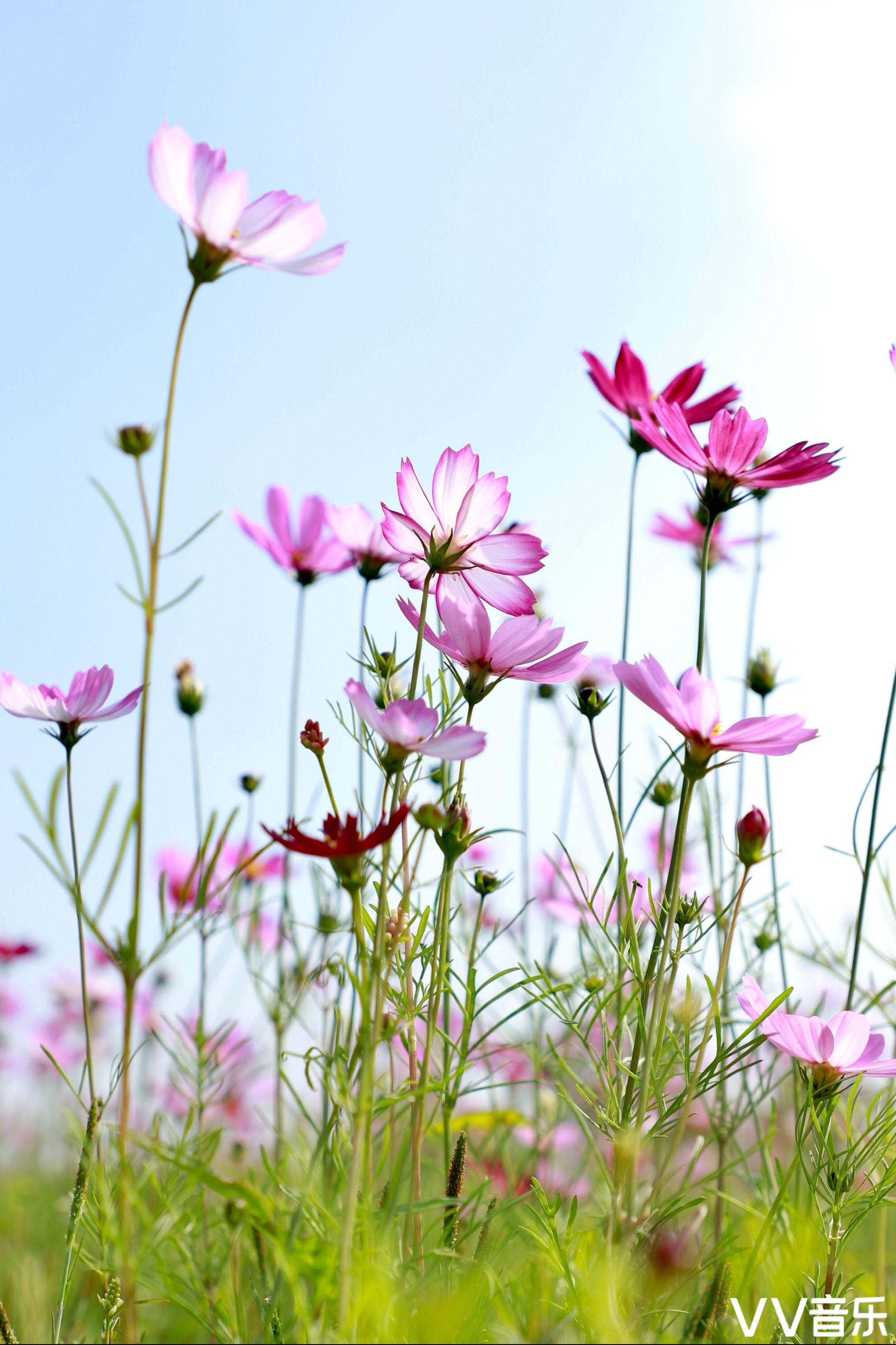 格桑花