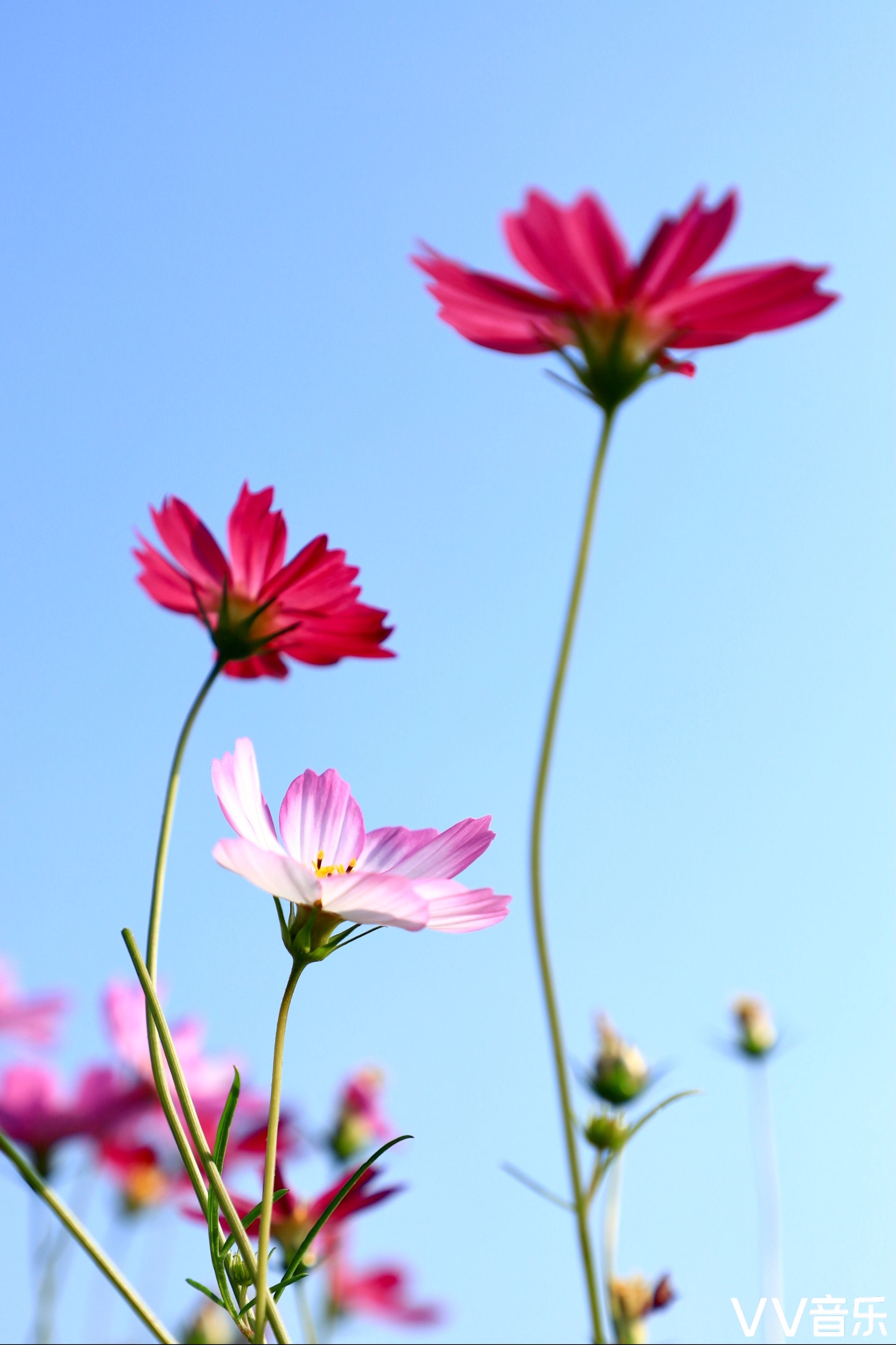 格桑花