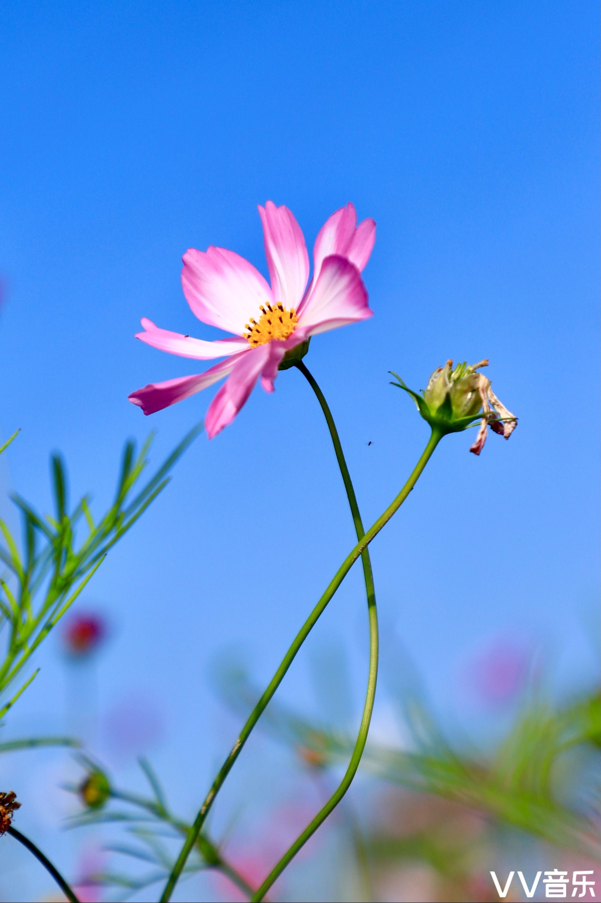 格桑花