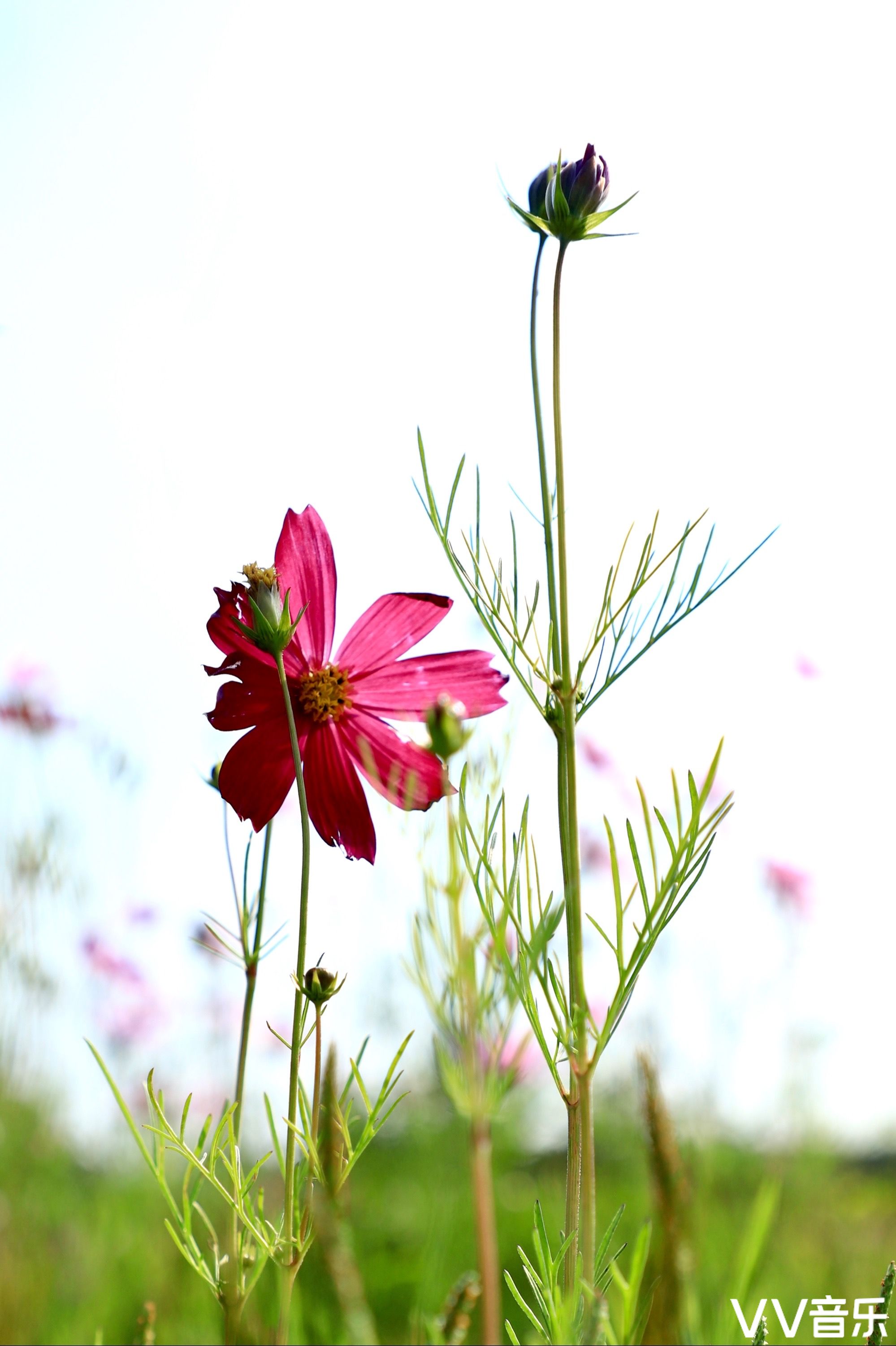 格桑花