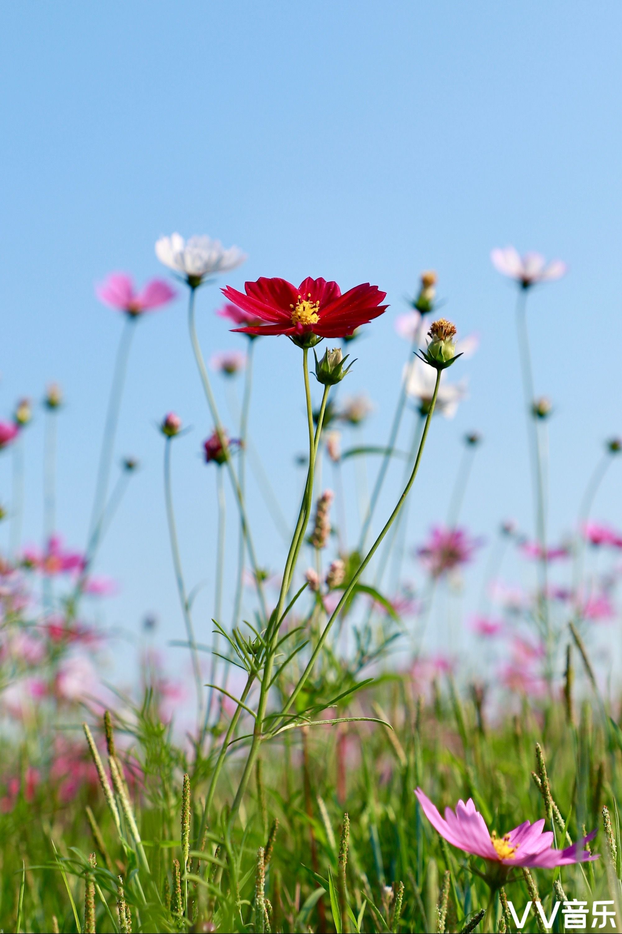 格桑花