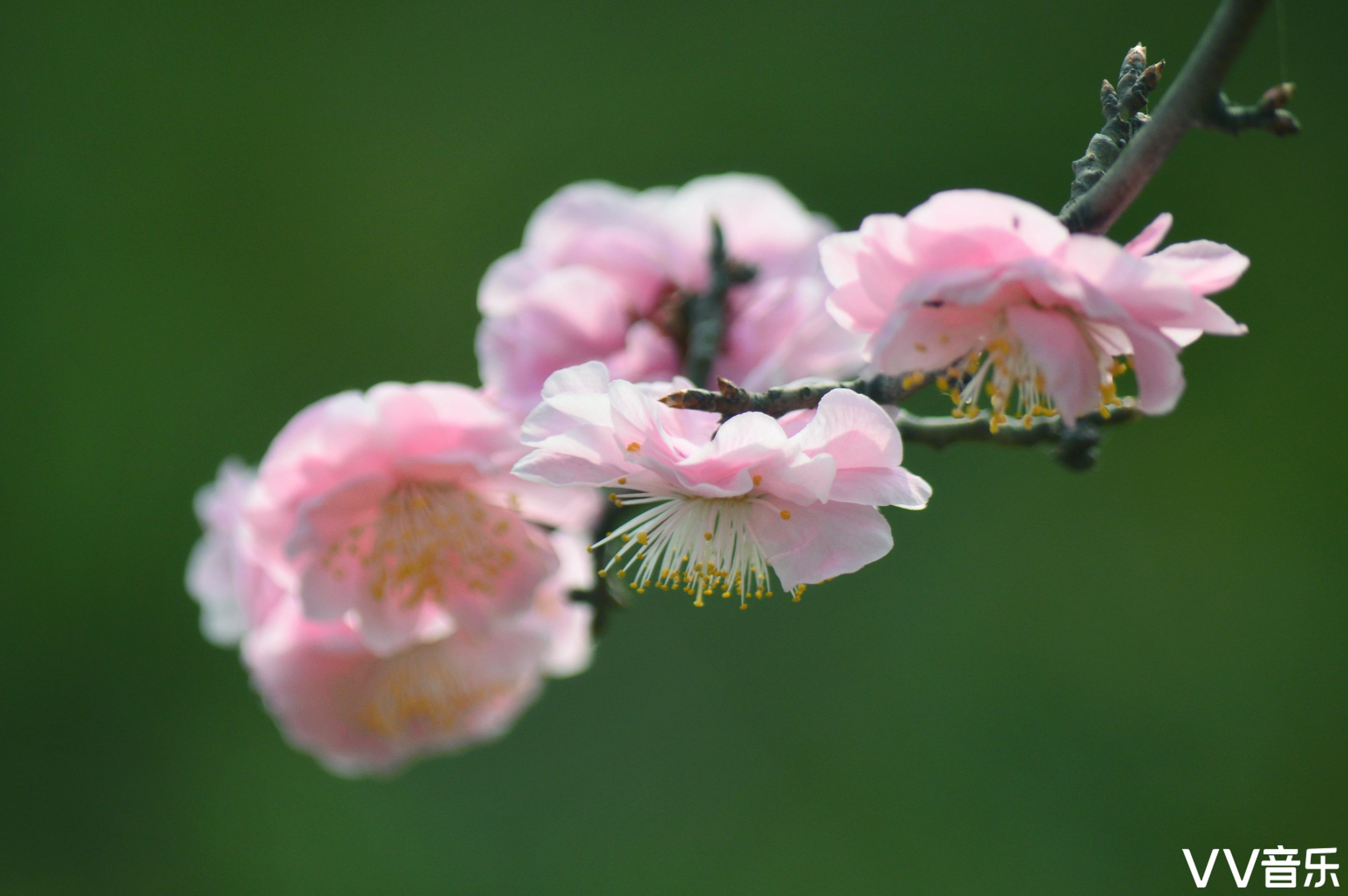 梅花
