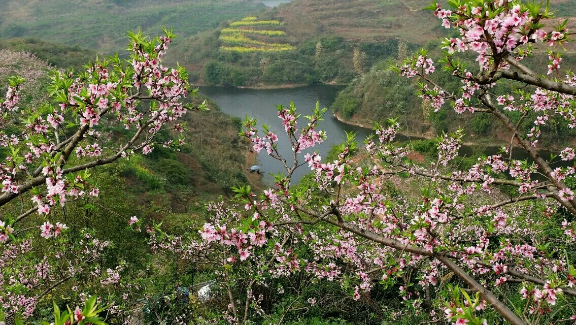 丹棱梅湾湖赏桃花