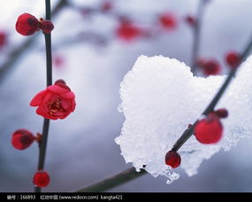 梅花的香,清幽而淡雅.梅花的姿
