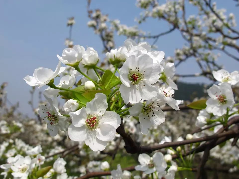 树山梨花,以1600亩的梨花海而闻名,每当梨花盛开时,整个树山村一片"