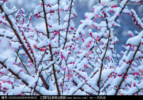 歌曲〈梅花雪〉