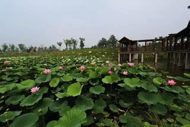 普兰店区湿地公园图片