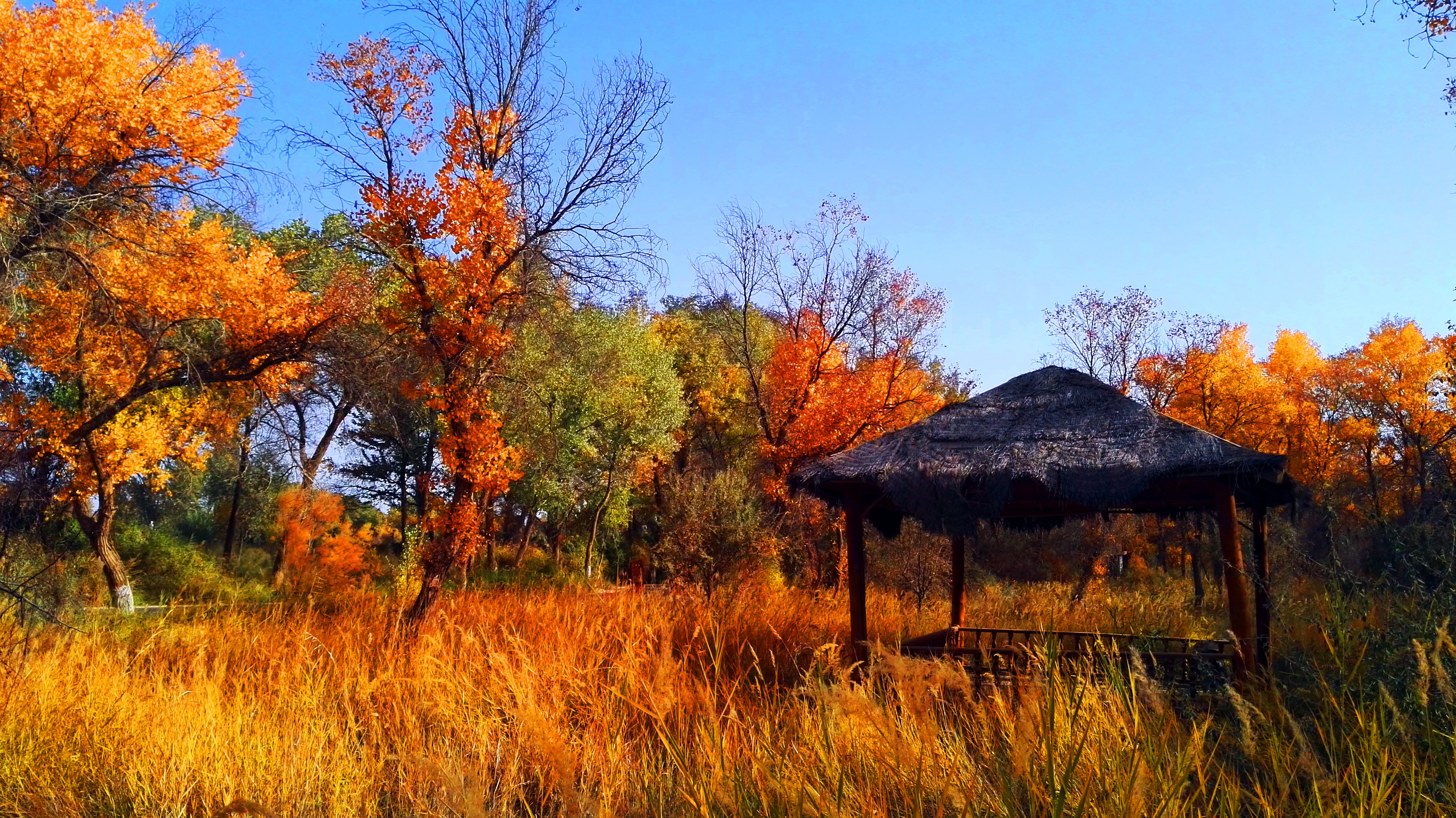 新疆泽普金胡杨森林公园摄影橙子