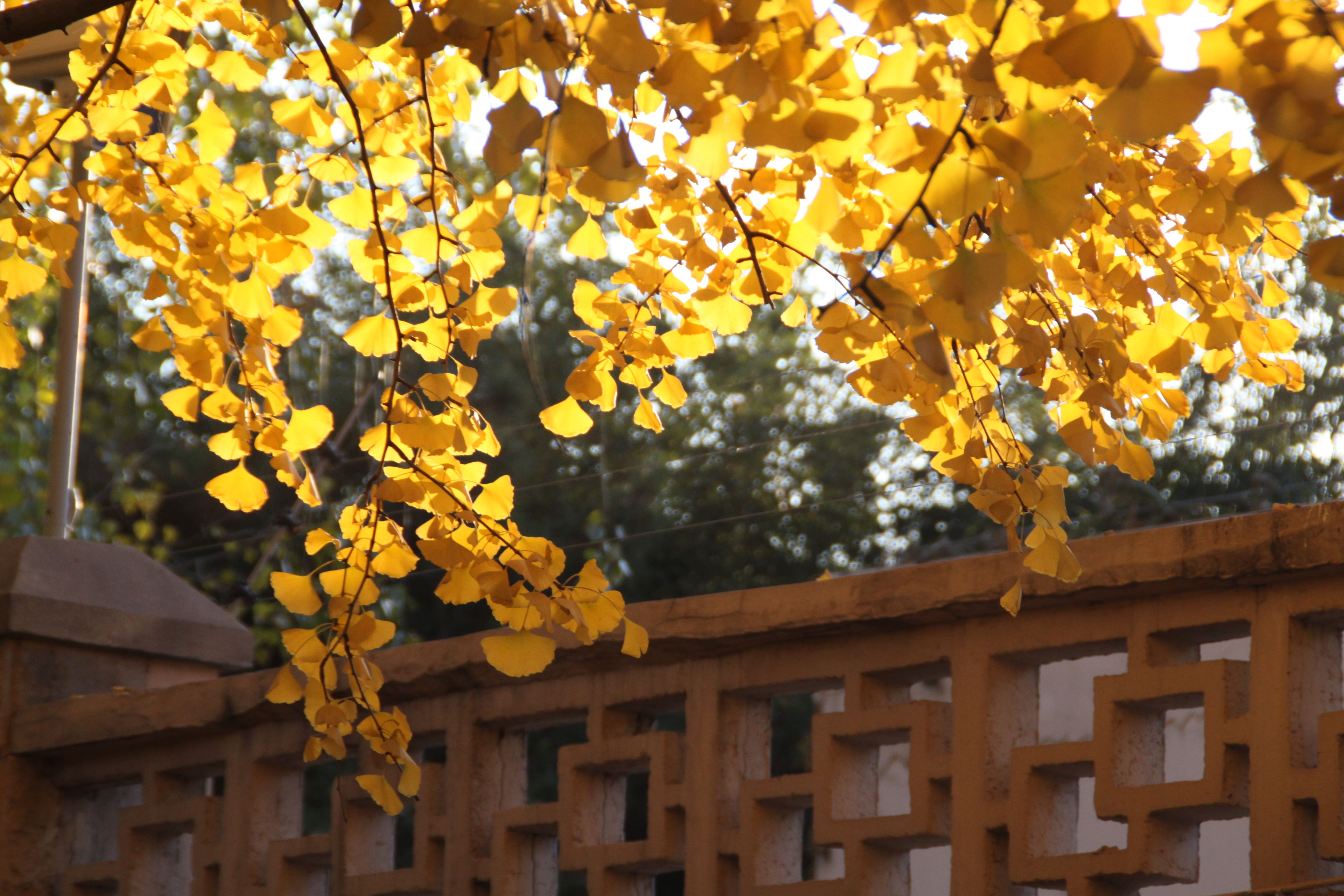 我的家乡美—北京的秋天,满城尽带黄金甲