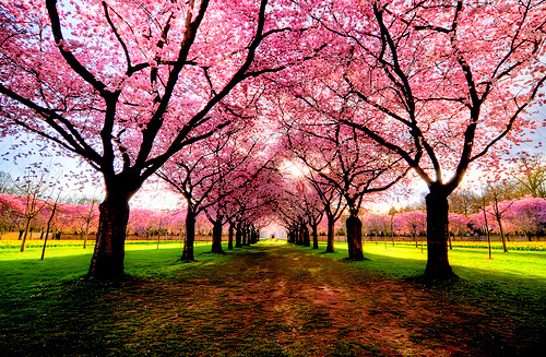 送你一片春暖花开