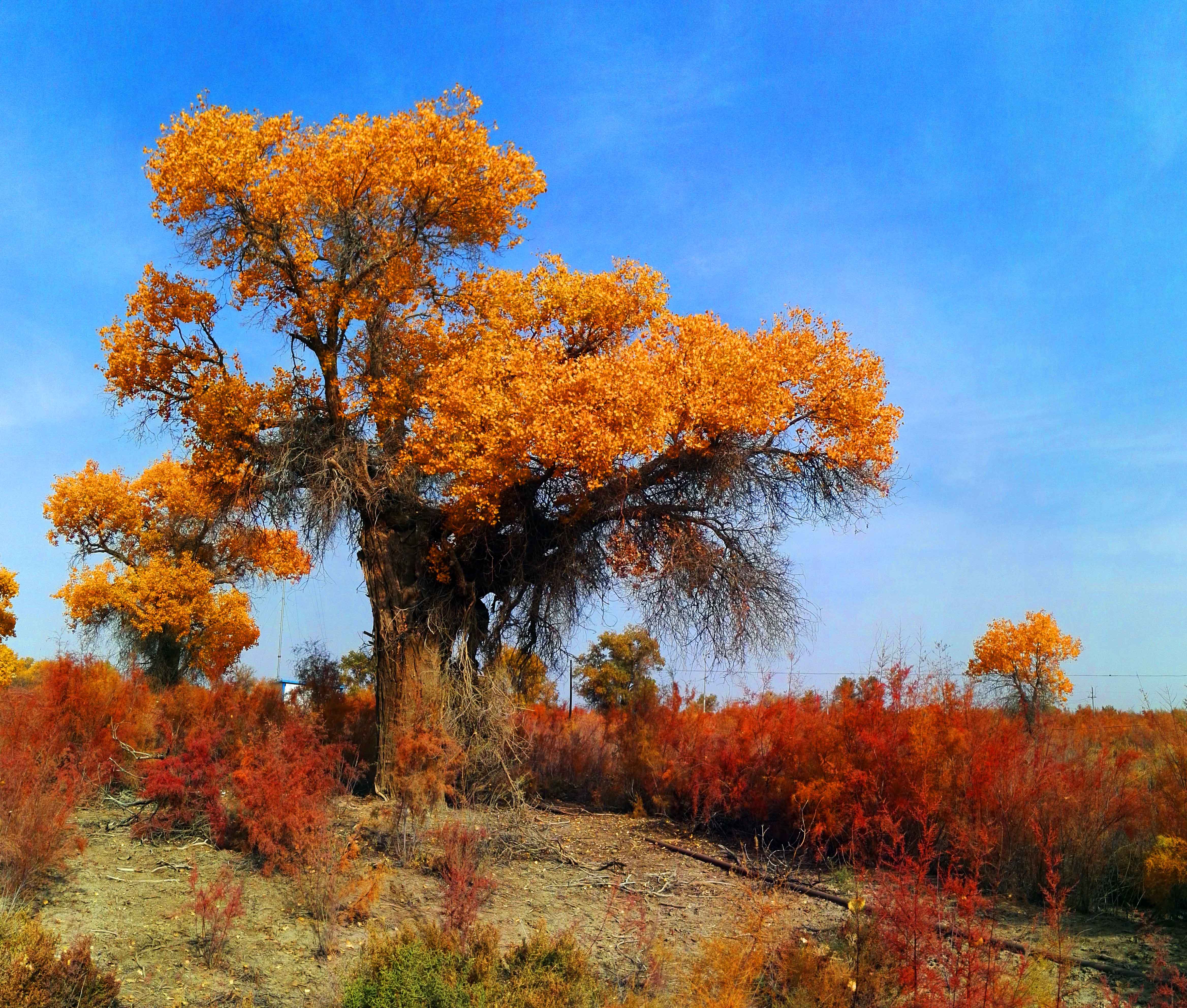 去看一看生长在戈壁滩上高傲的胡杨.