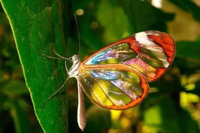 蝴蝶飞得过沧海