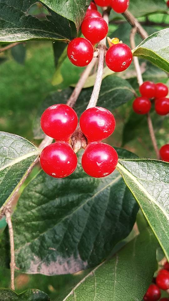 金银忍冬果实红了