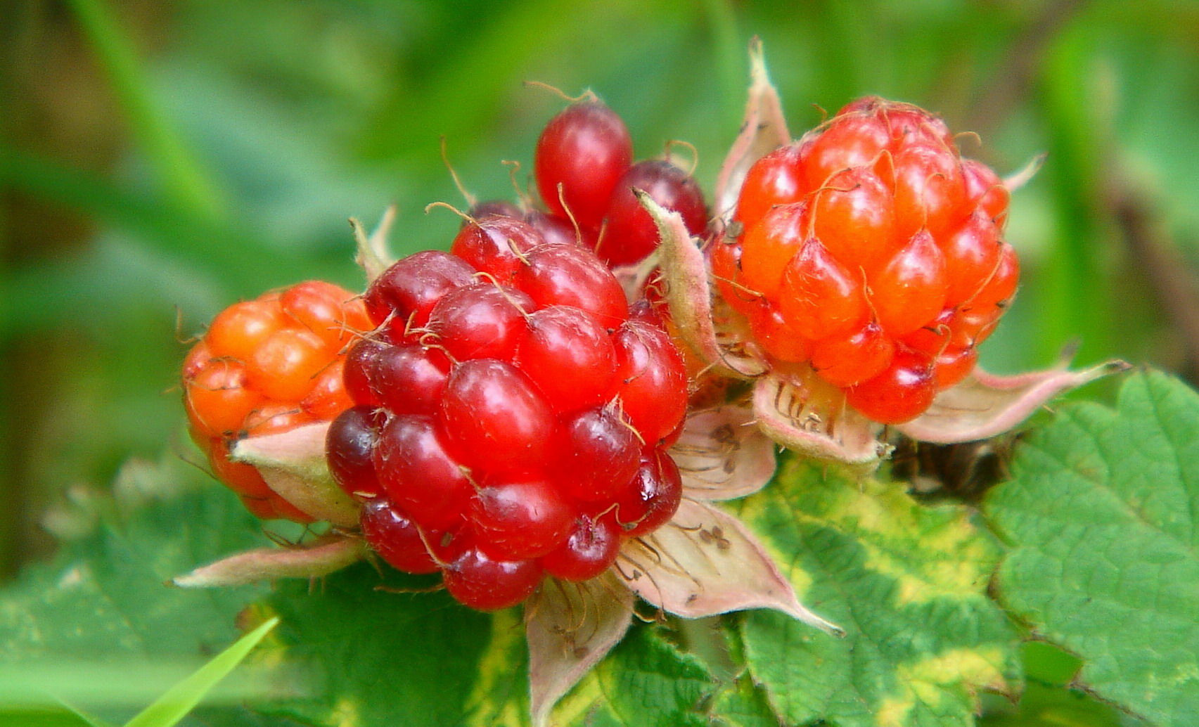 来东北吧这些野生水果等着您