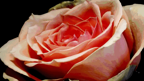 玫瑰花动图开放图片