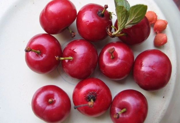 老家农村路边的一种红果子,竟能摇身成值钱的"黑珍珠"