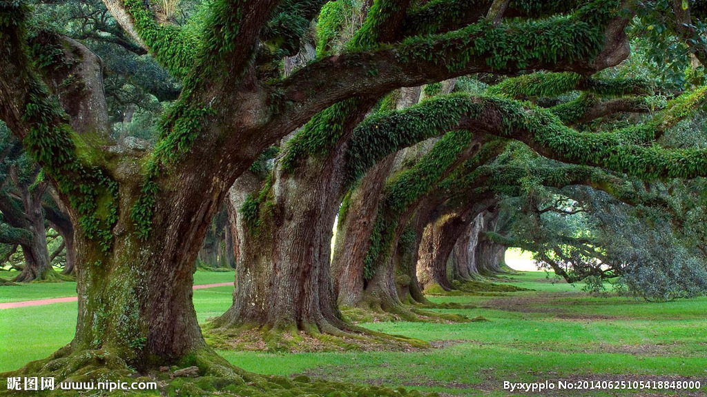 原创《我的生命是一颗树》作者:碑林路人