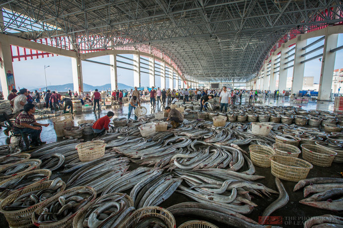 开渔后浙江象山大量海鲜上市,巨型海鳗比人还高