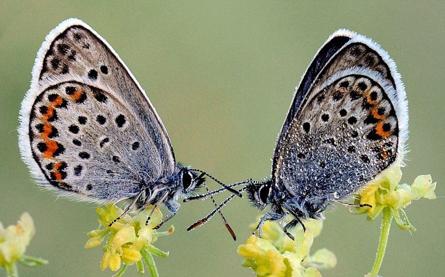 造型对称的昆虫