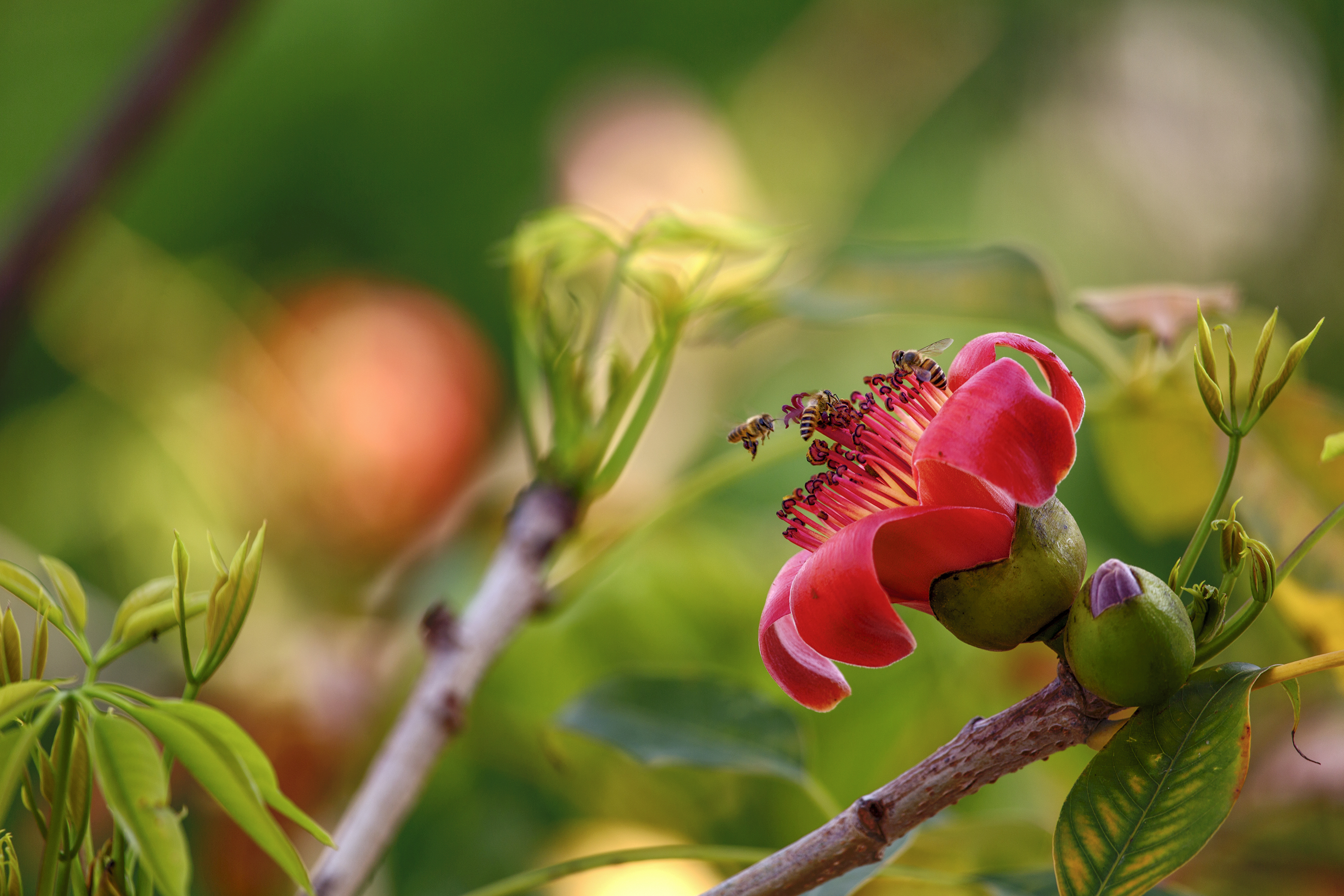 木棉花开初夏离去带走岁月的牵挂