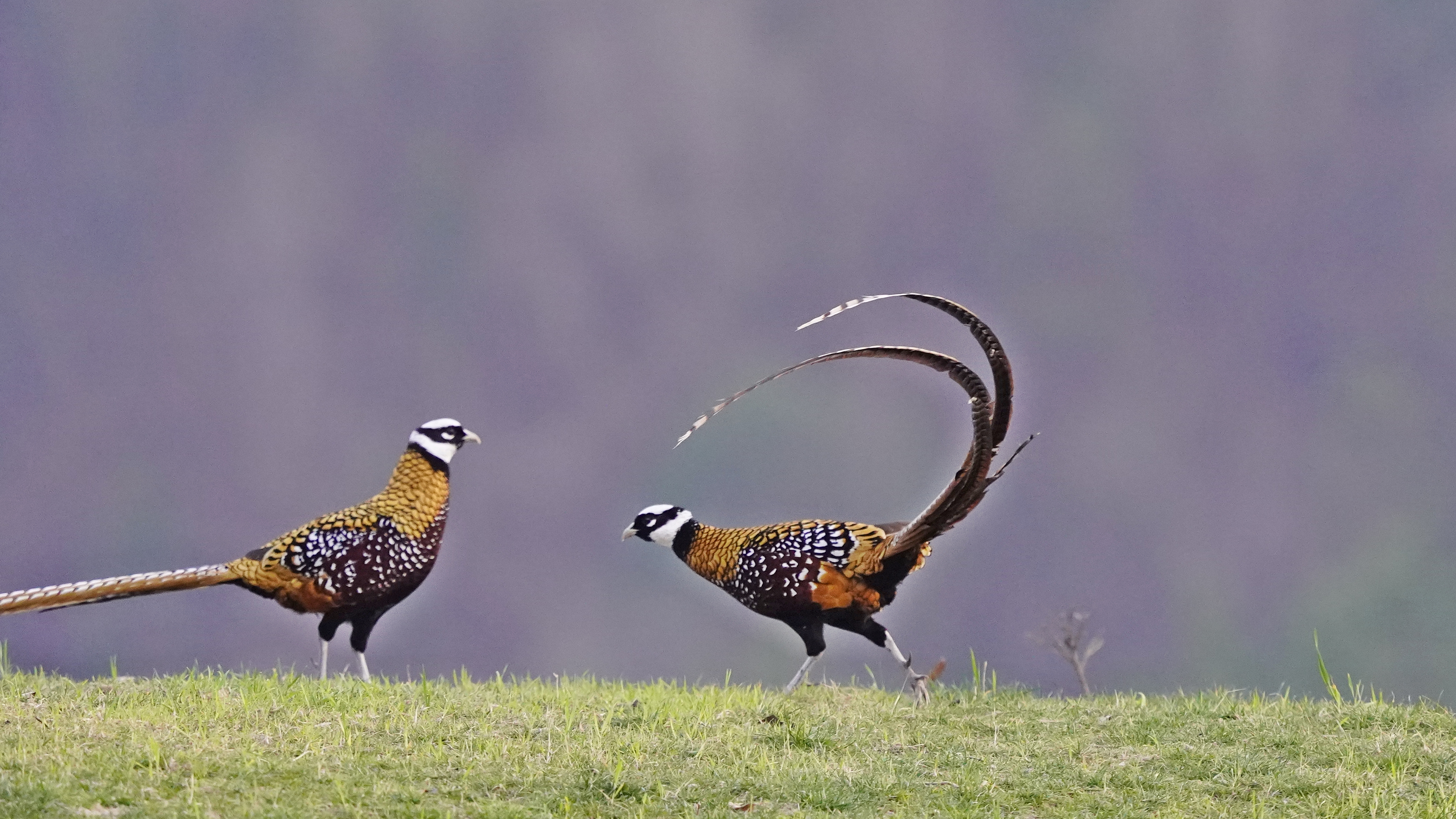 中国的特产珍禽【白冠长尾雉】