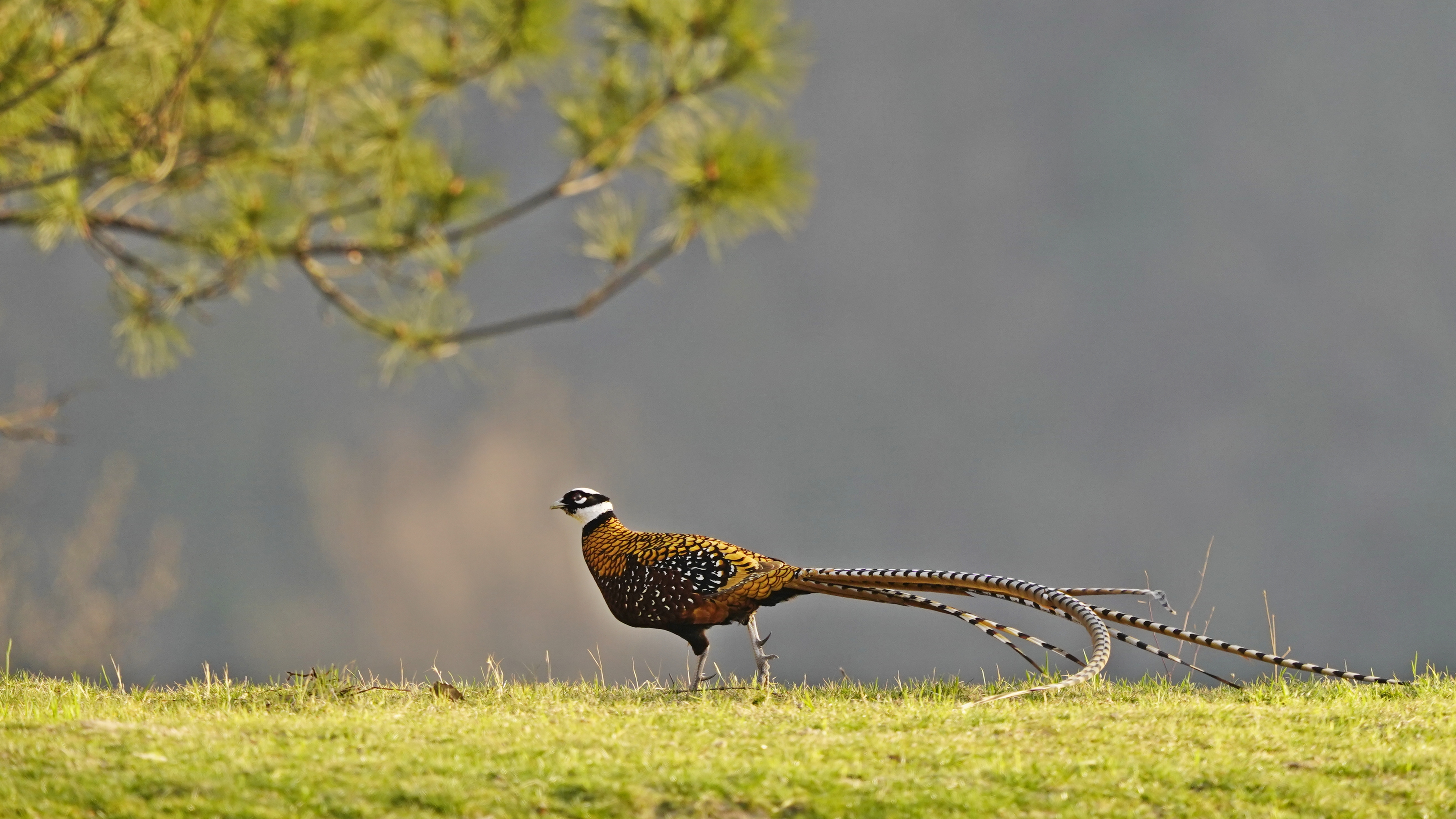 中国的特产珍禽【白冠长尾雉】