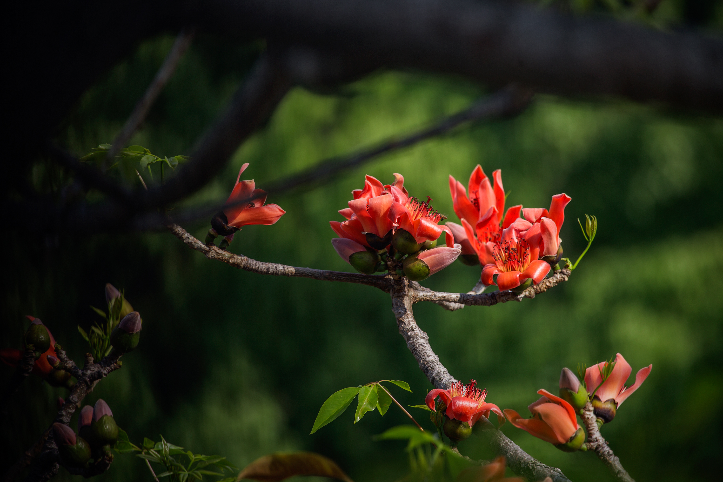 木棉花开初夏离去带走岁月的牵挂