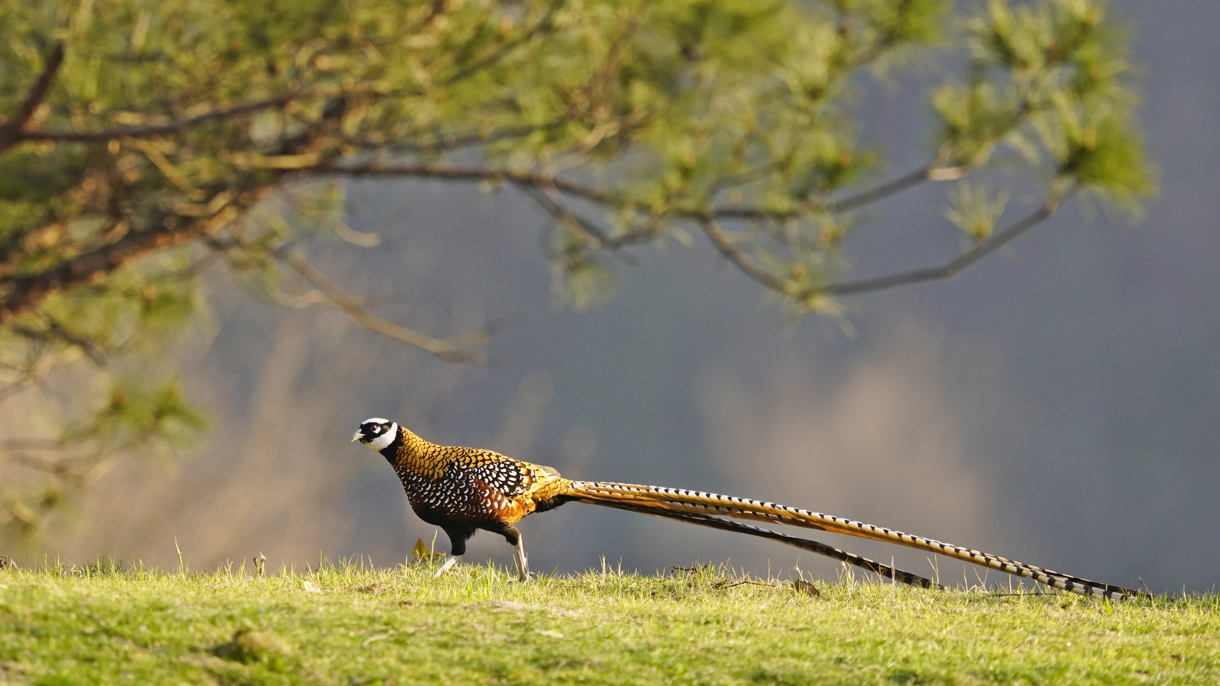 中国的特产珍禽【白冠长尾雉】
