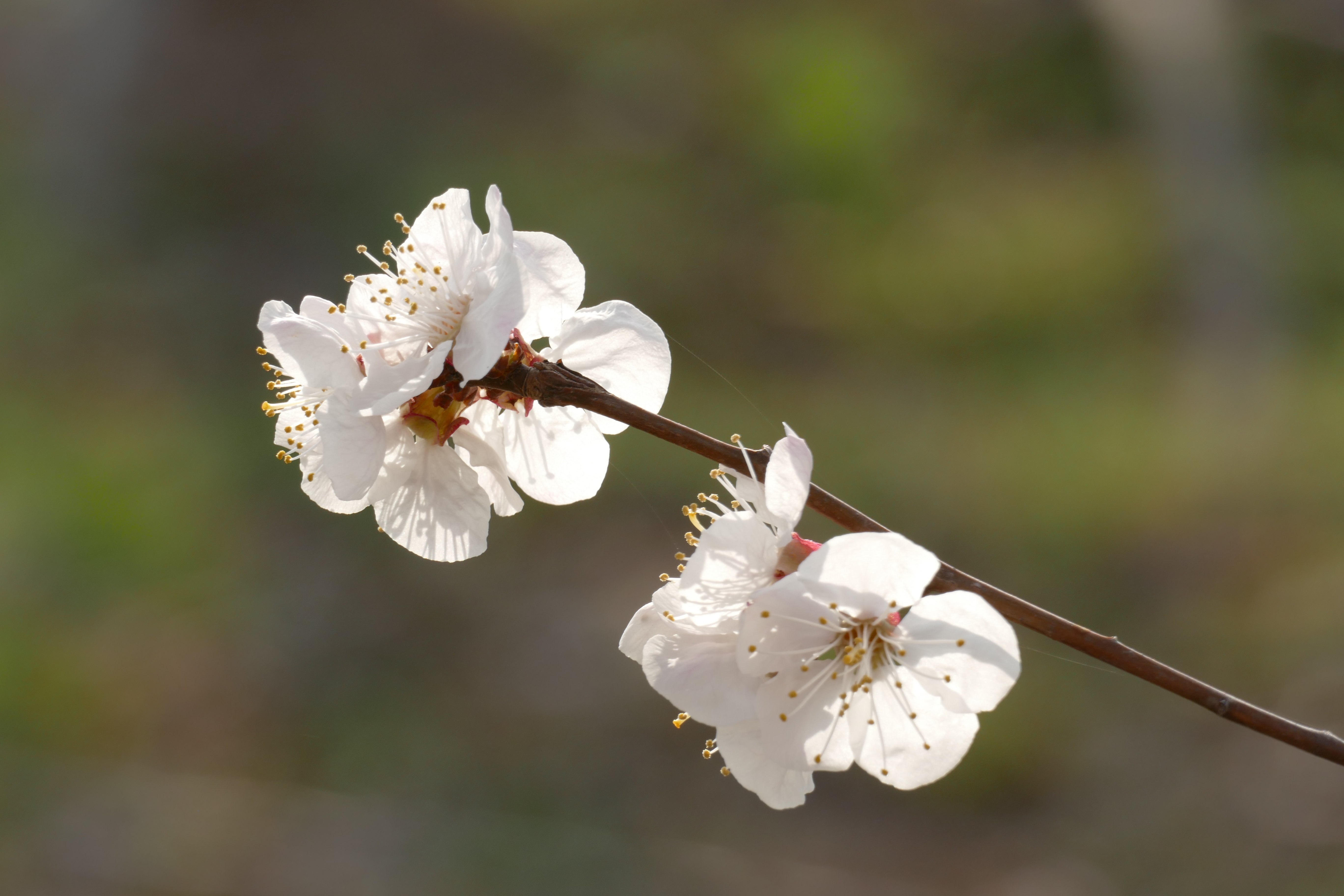 杏花枝上着春风礼泉县烟霞镇山底村御杏园