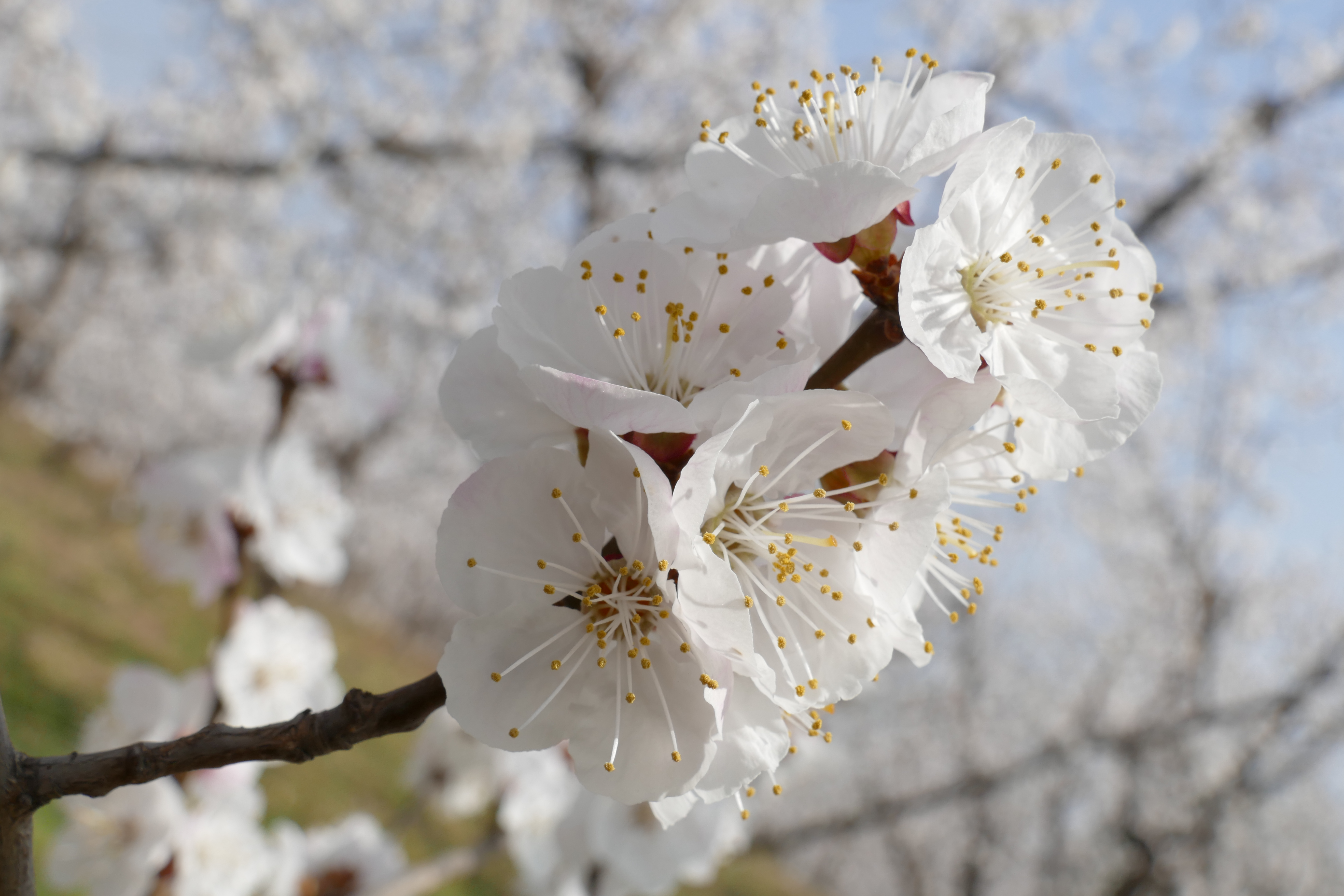 杏花枝上着春风—礼泉县烟霞镇山底村御杏园