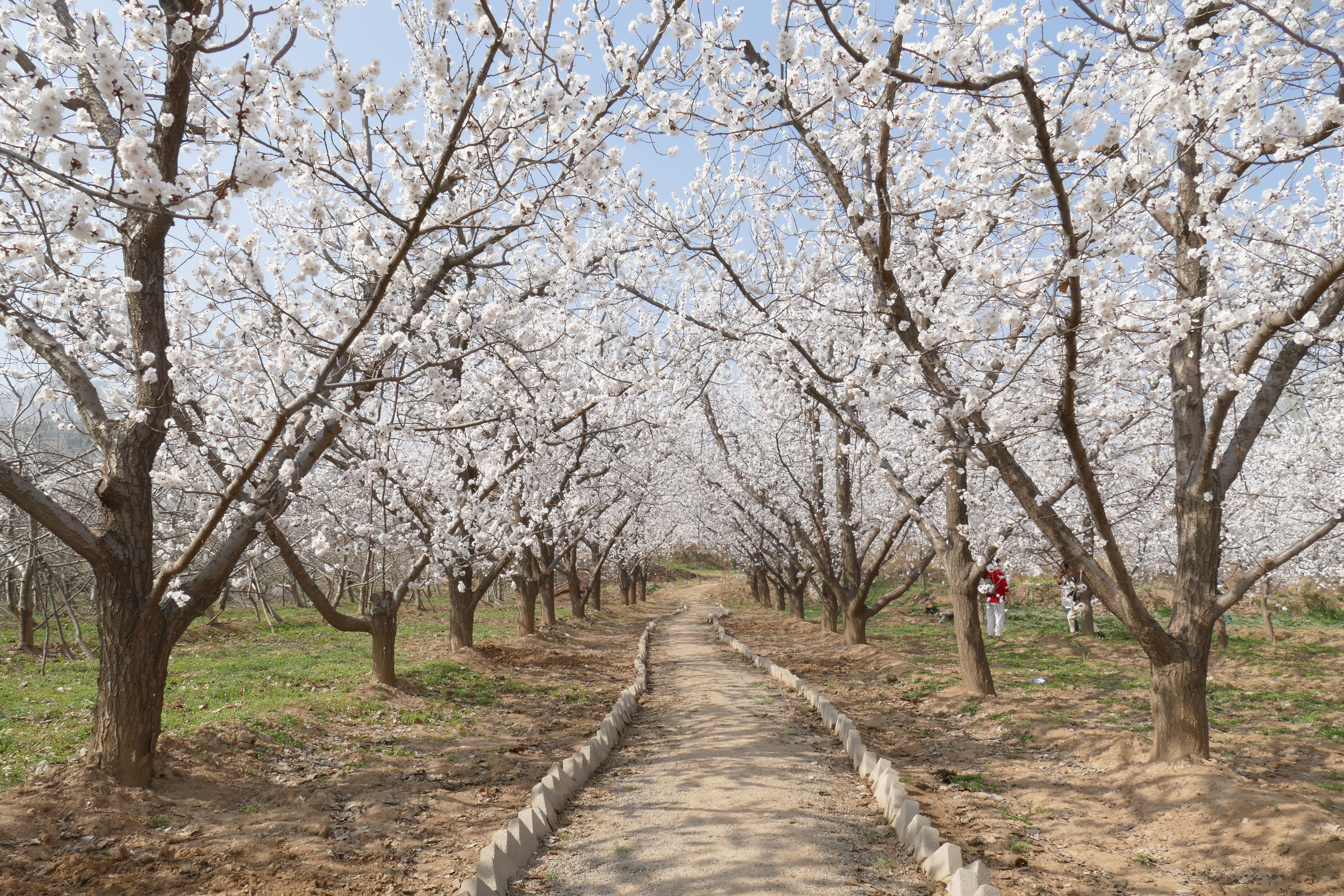 杏花枝上着春风礼泉县烟霞镇山底村御杏园